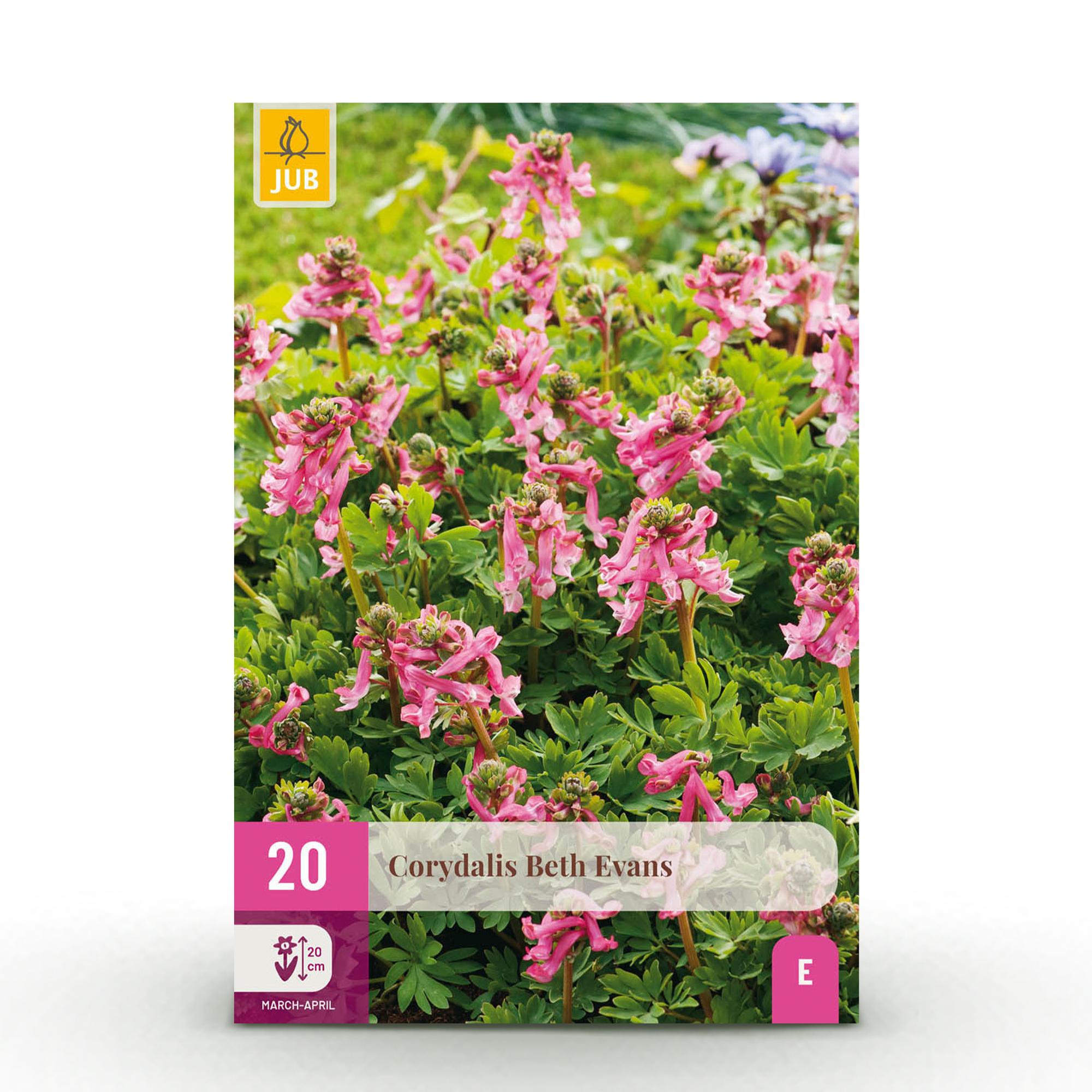 green-guardia-beth-evans-blumenzwiebeln-20-st-ck-lila-wei image 1