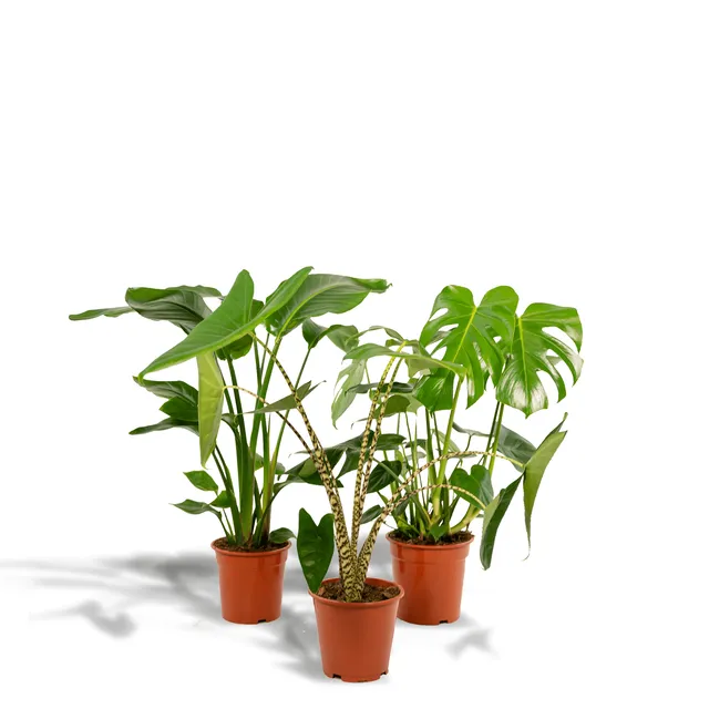 green-guardia-unsere-pflanzen-monstera-trio-zimmerpflanze-3er-set-75-85-cm image 1