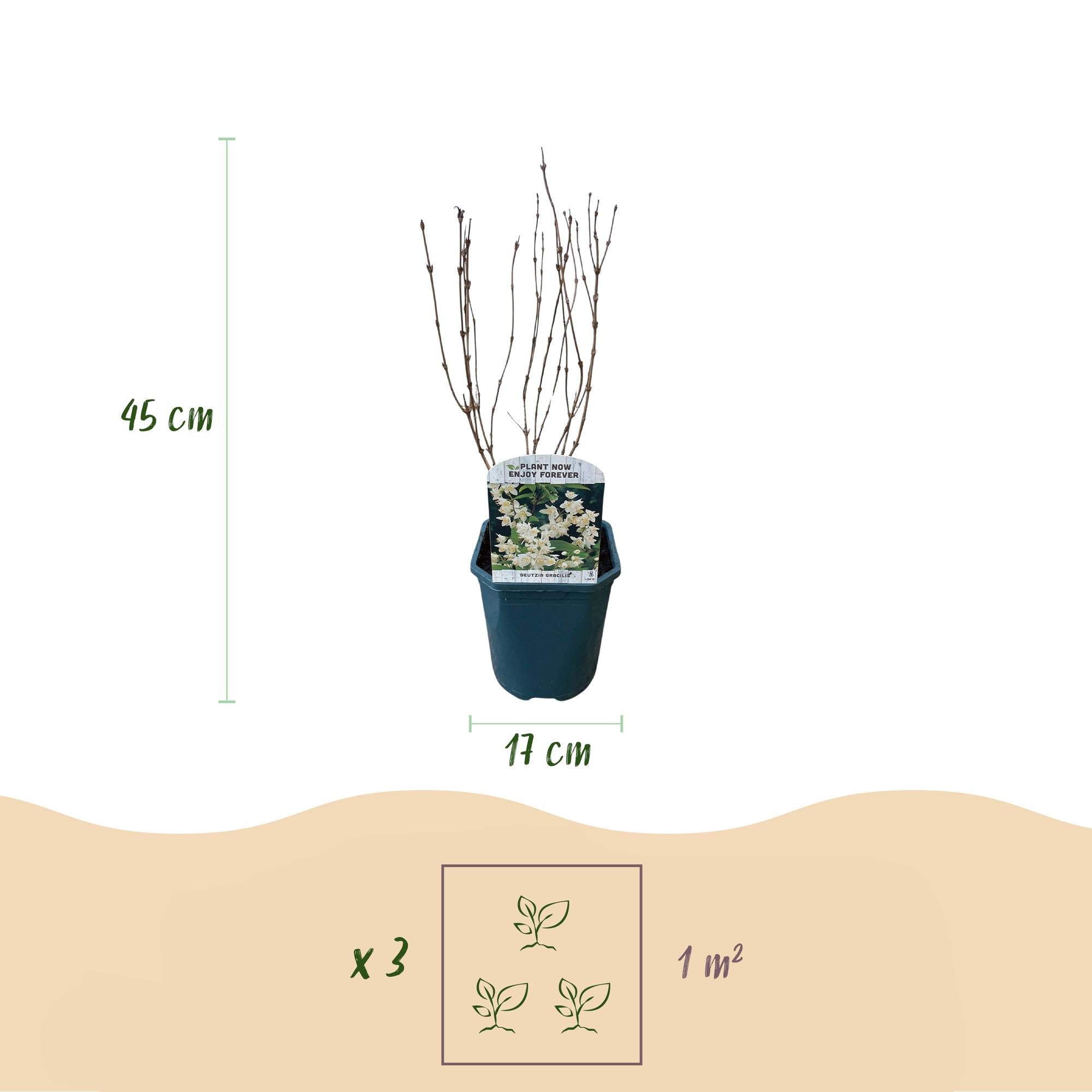 green-guardia-maiblumenstrauch-deutzia-zierstrauch-wei-45cm image 2