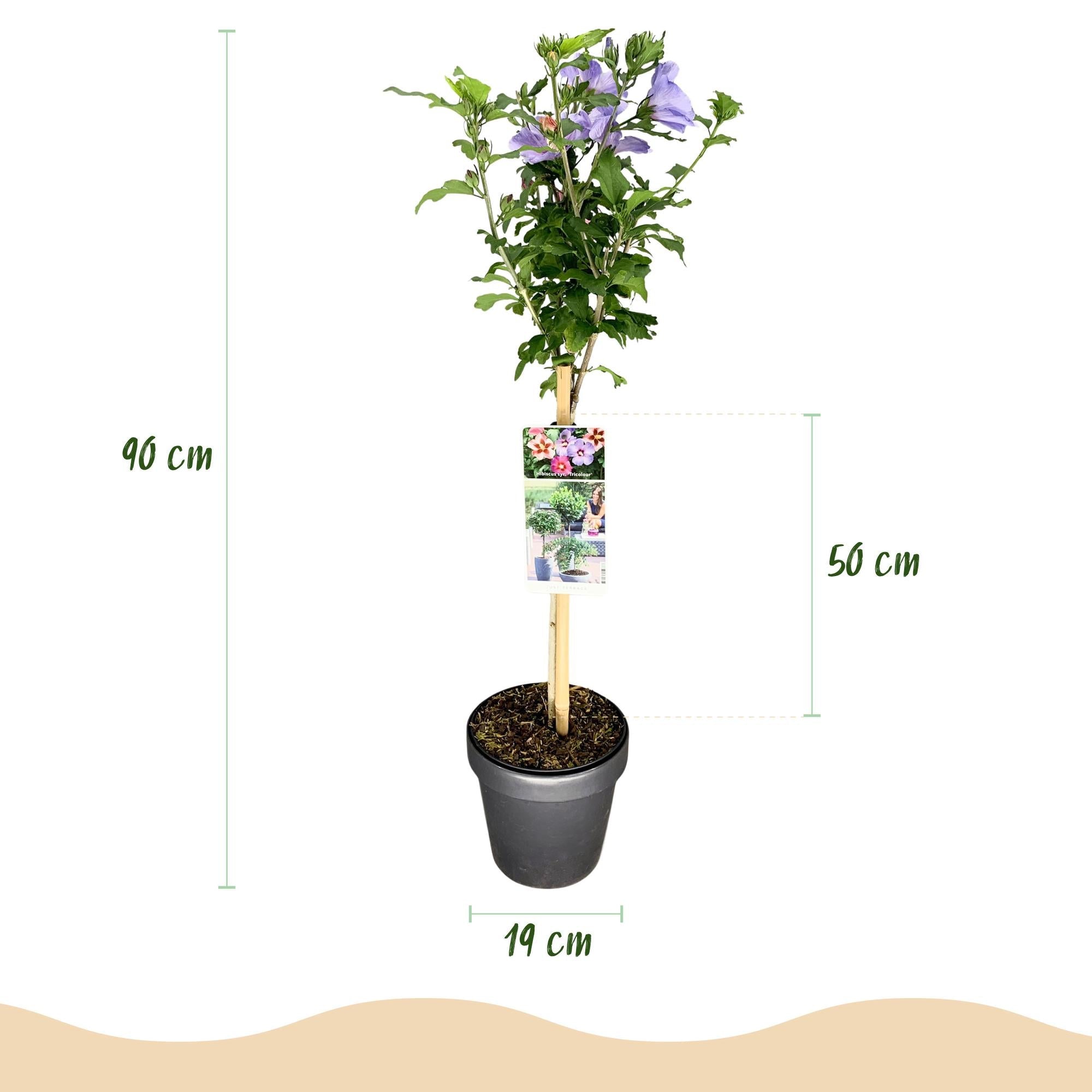green-guardia-unsere-pflanzen-hibiscus-tricolour-st-mmchen-19cm-90cm image 2
