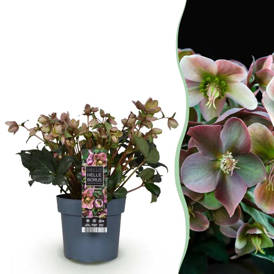 green-guardia-helleborus-angels-glow-christrose-19cm image 1