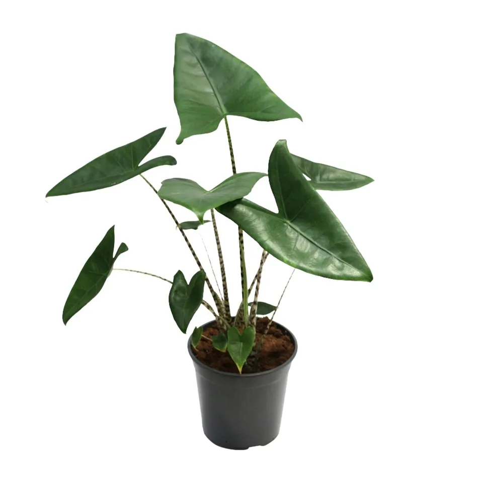 green-guardia-zebrina-alocasia-pfeilblatt-75-80-cm-topf image 1