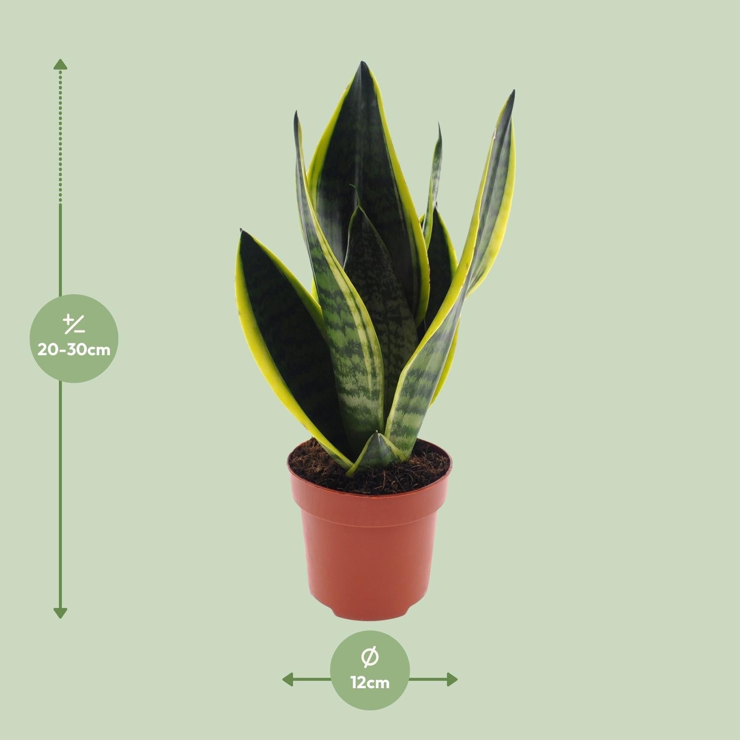 green-guardia-unsere-pflanzen-sansevieria-superba-zimmerpflanze-12-cm-30-cm image 2