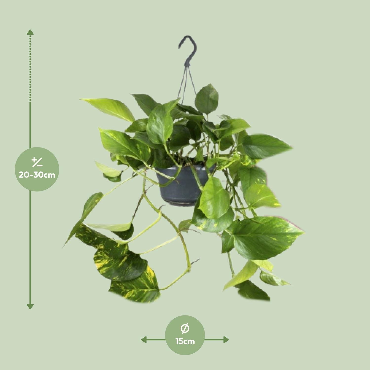 green-guardia-epipremnum-aureum-goldene-efeutute-25-cm-12-cm image 2