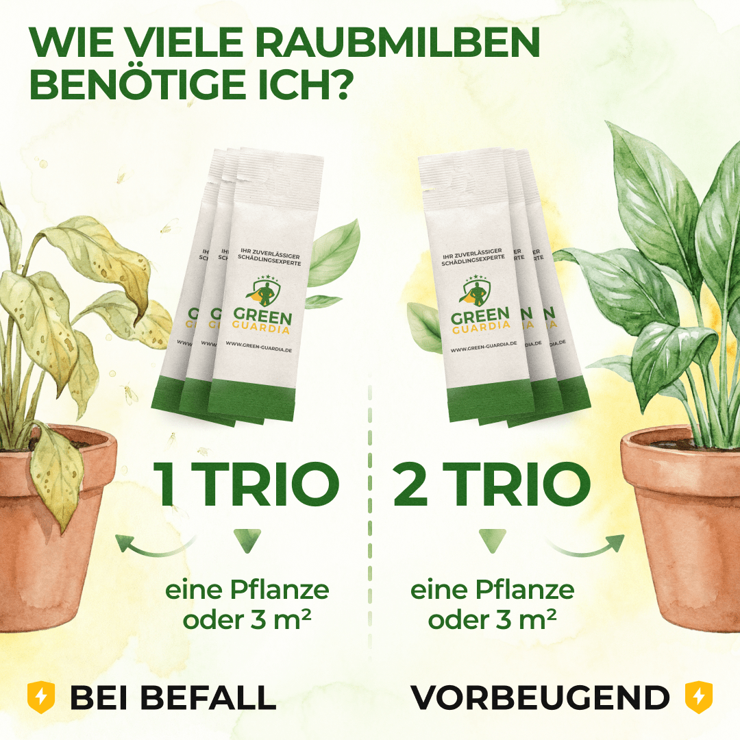 green-guardia-raubmilben-trio-n-tzlinge-1-trio-3-t-ten-thripse image 4