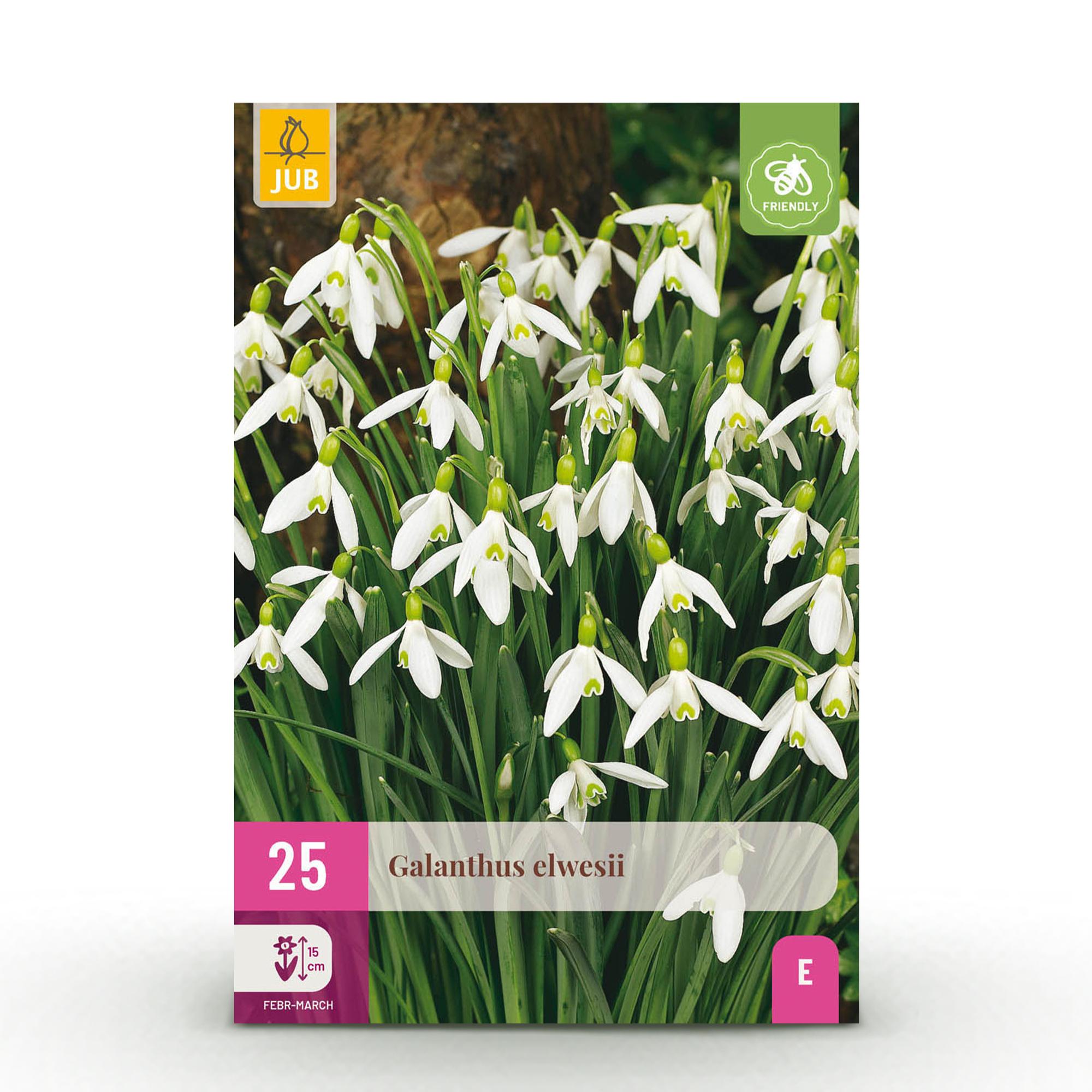 green-guardia-galanthus-elwesii-schneegl-ckchen-25-st-ck-wei image 1
