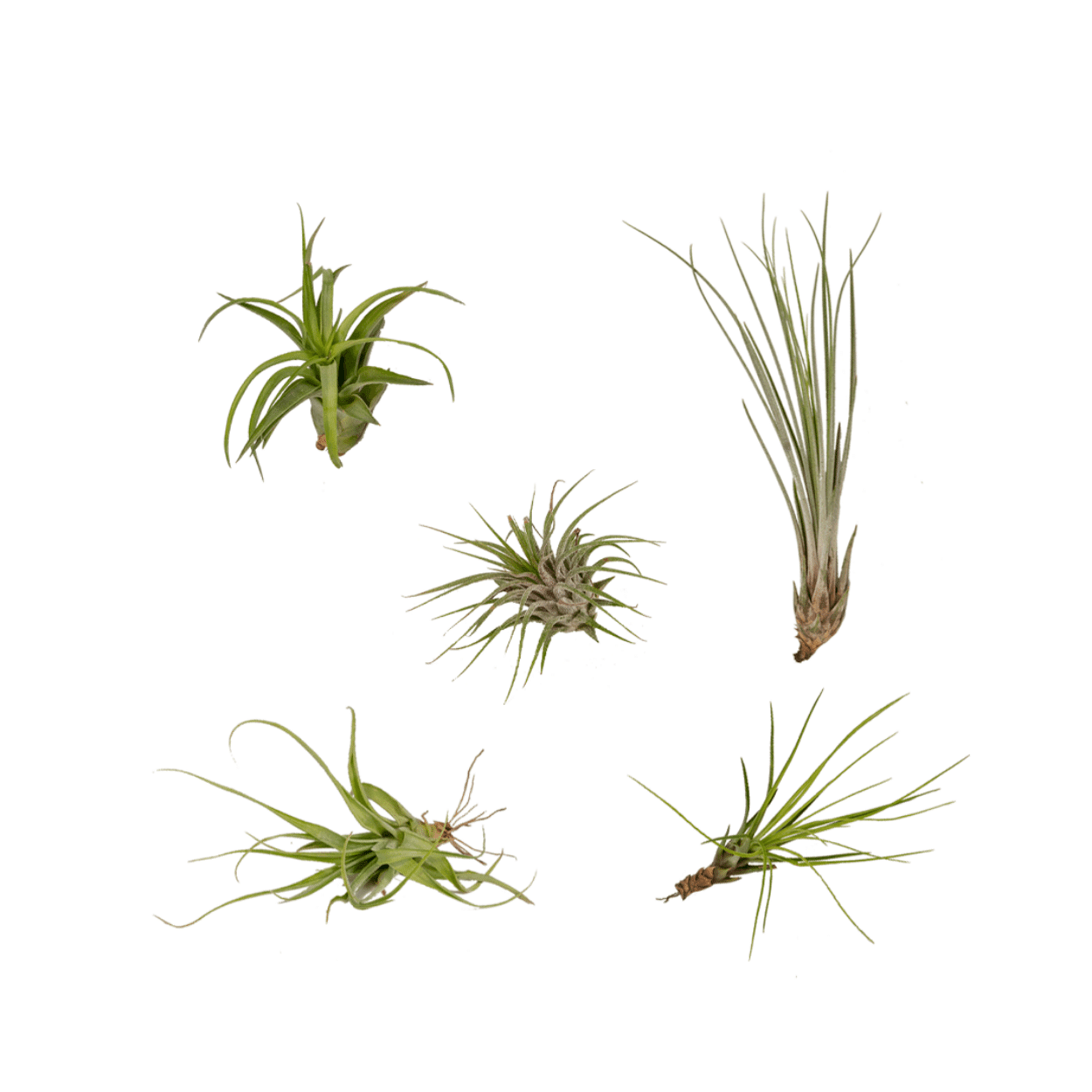green-guardia-unsere-pflanzen-tillandsia-air-mix-luftpflanzen-5-stk image 1