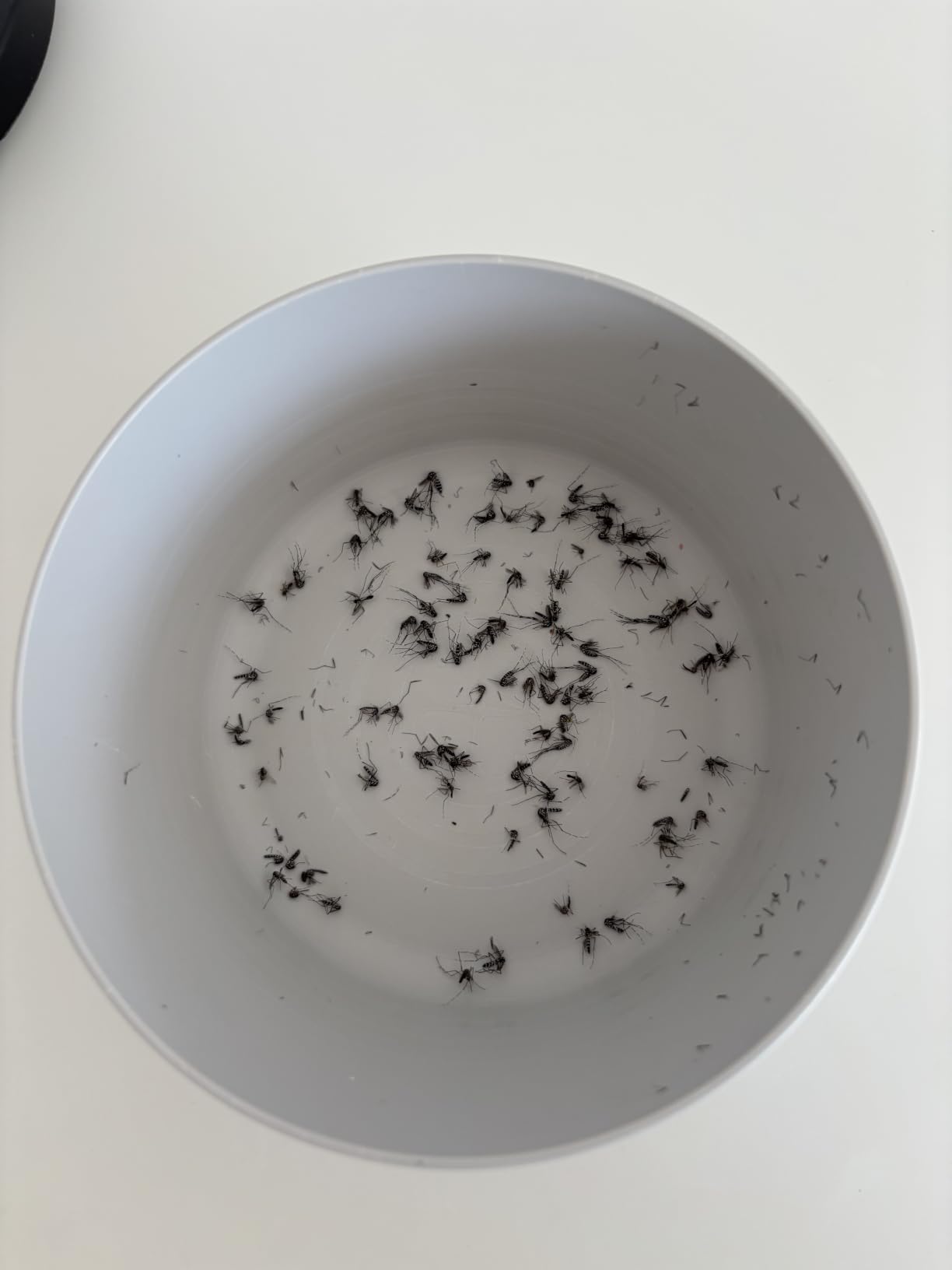 Bienen bleiben