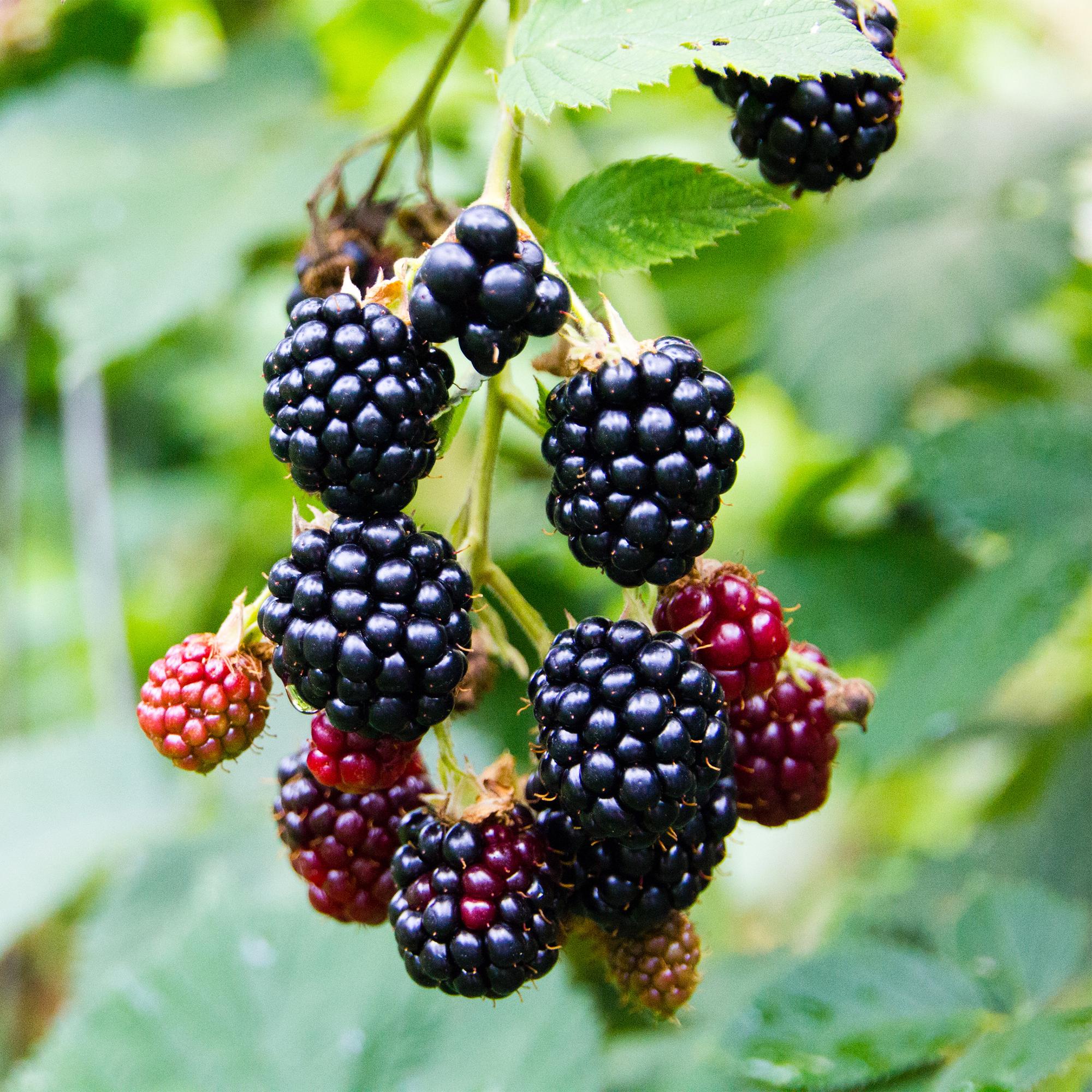 green-guardia-triple-crown-brombeere-dornenlos-2-pflanzen image 2