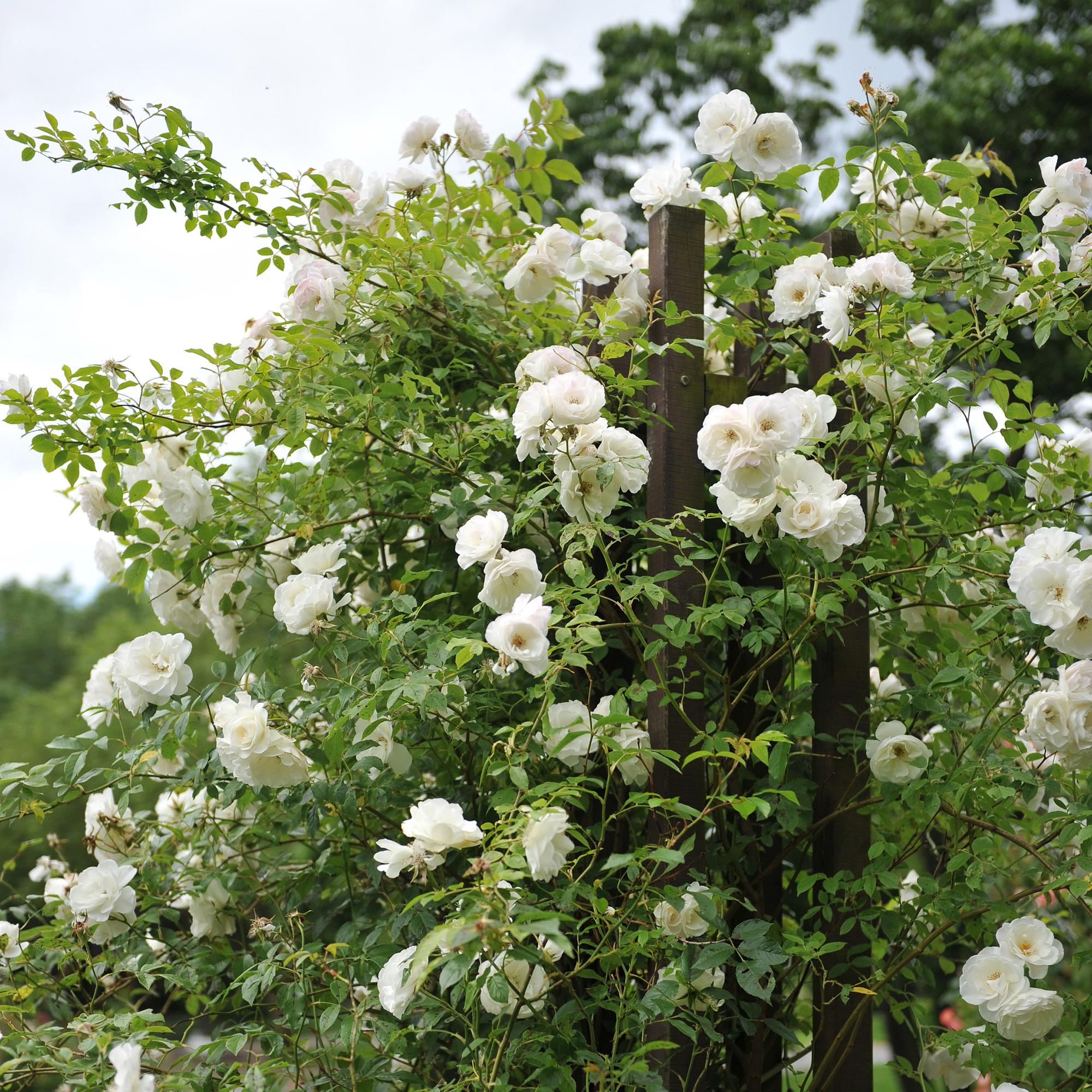 green-guardia-white-climber-kletterrose-wei-2-pflanzen image 5