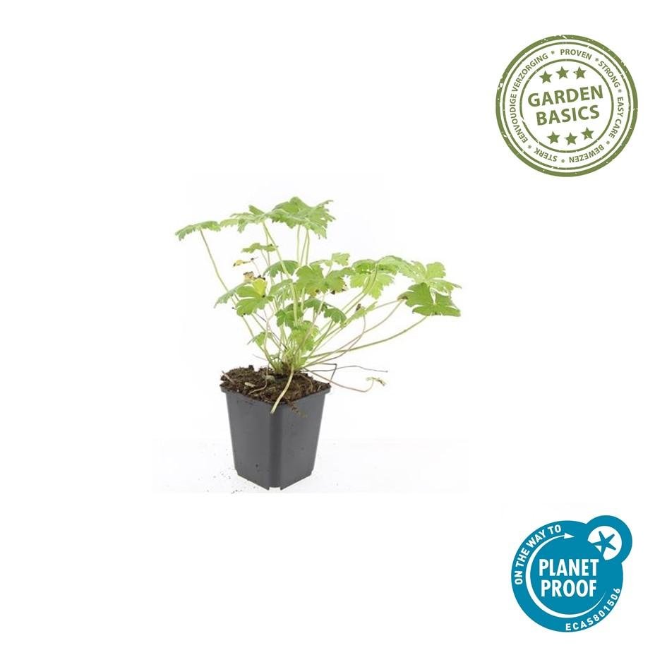 green-guardia-geranium-tiny-monster-storchschnabel-9cm-topf image 1