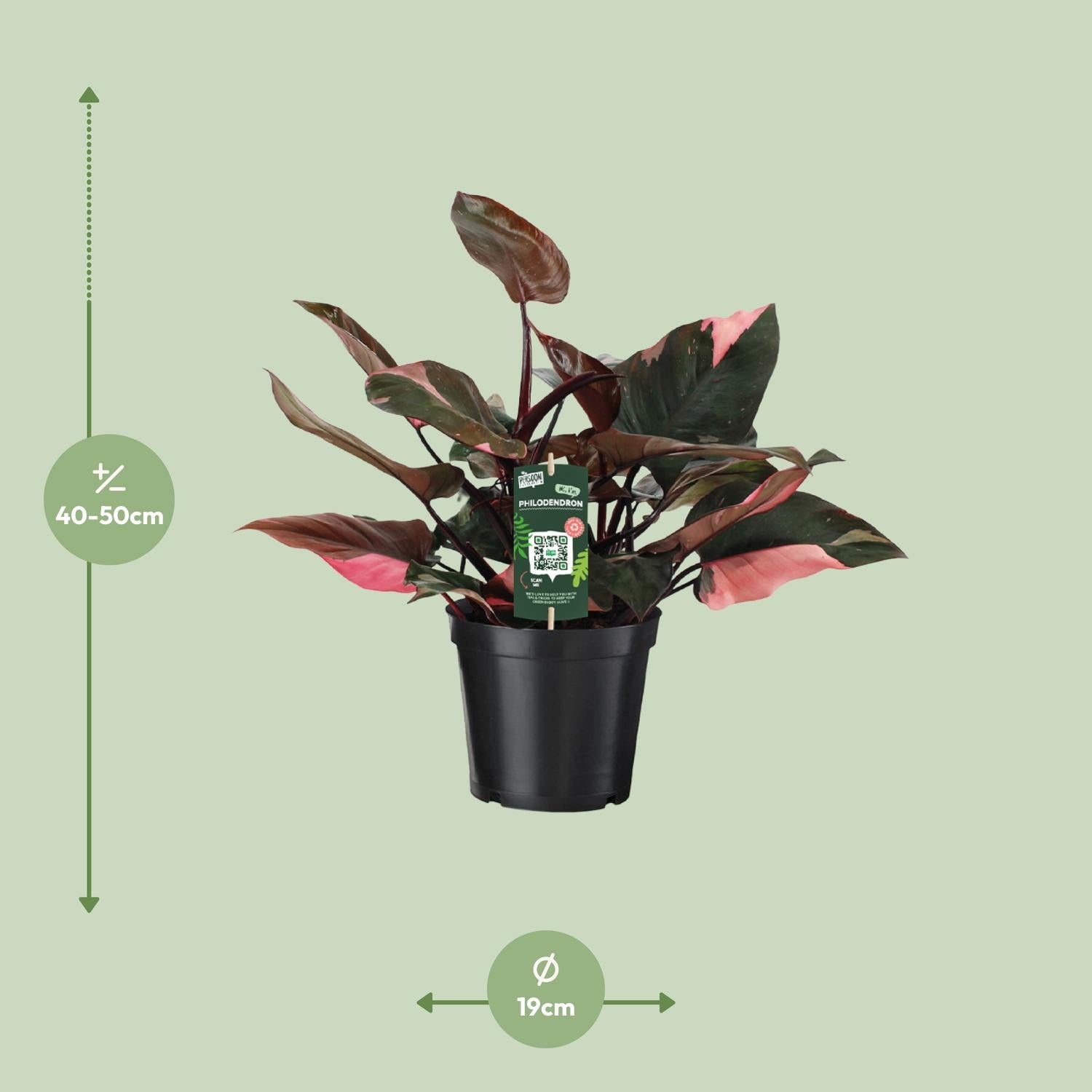 green-guardia-unsere-pflanzen-philodendron-pink-princess-35cm image 2