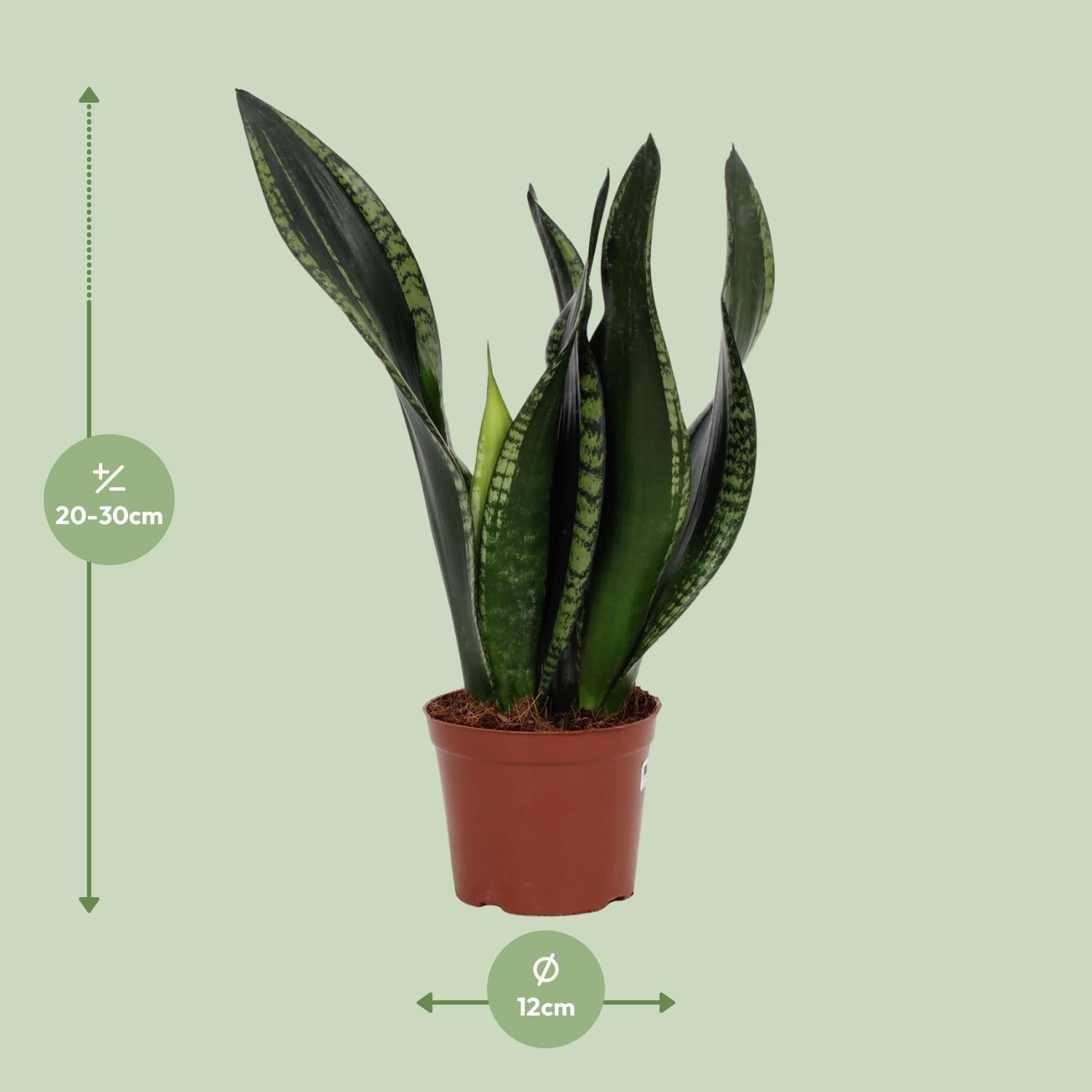 green-guardia-sansevieria-whitney-bogenhanf-12cm-topf-27cm image 2