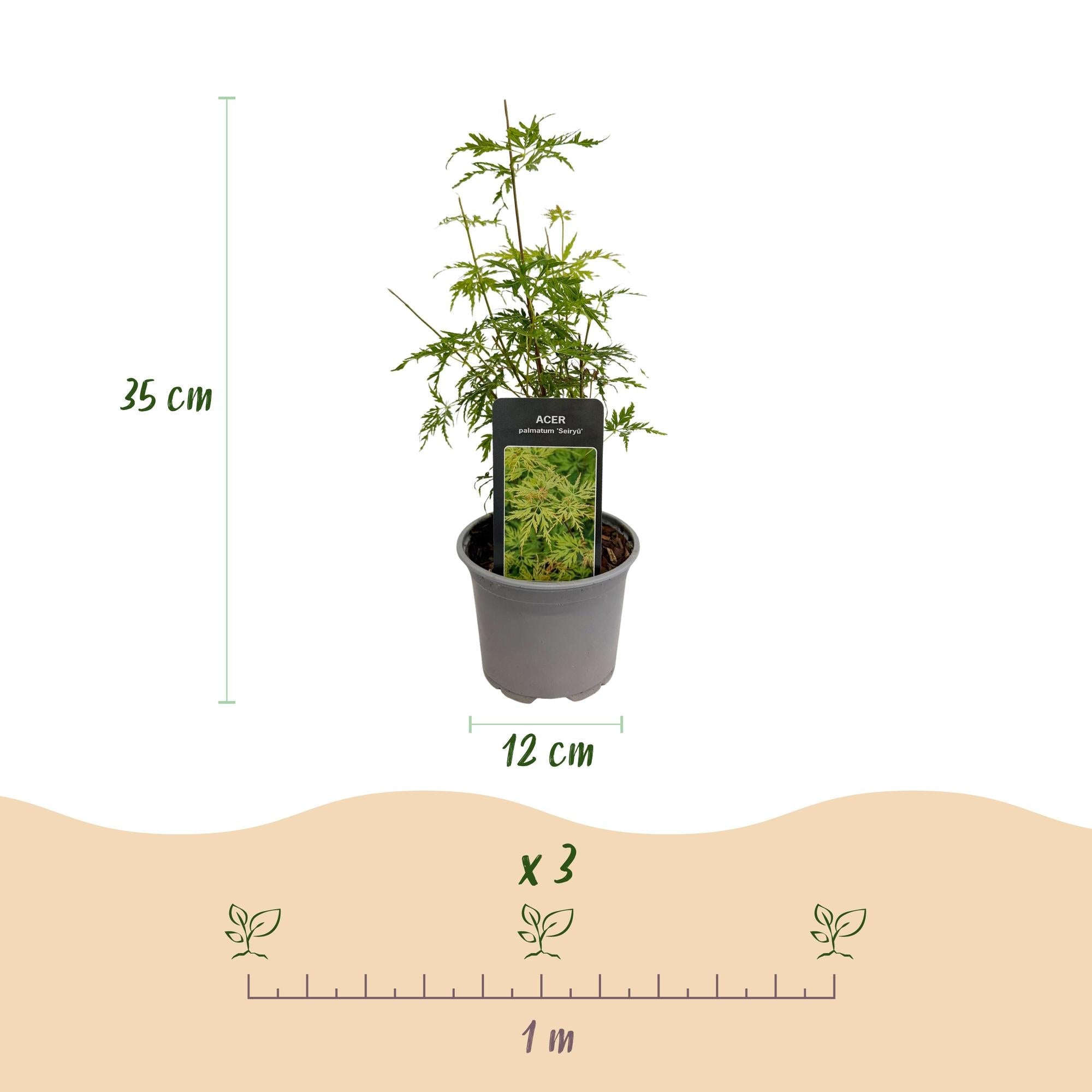 green-guardia-unsere-pflanzen-acer-palmatum-seiryu-35cm-gr-n image 2