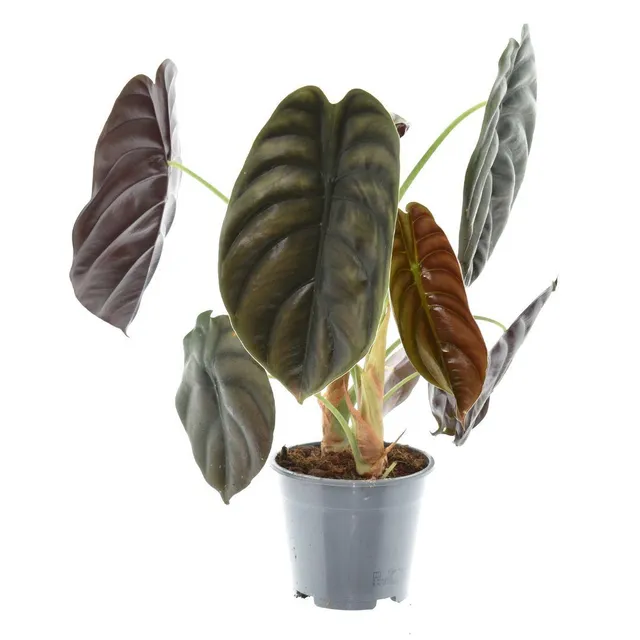 green-guardia-alocasia-red-secret-elefantenohr-14cm-35cm image 1