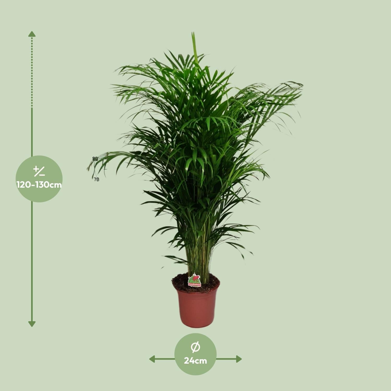 green-guardia-unsere-pflanzen-areca-palme-dypsis-40cm-luftreiniger image 2
