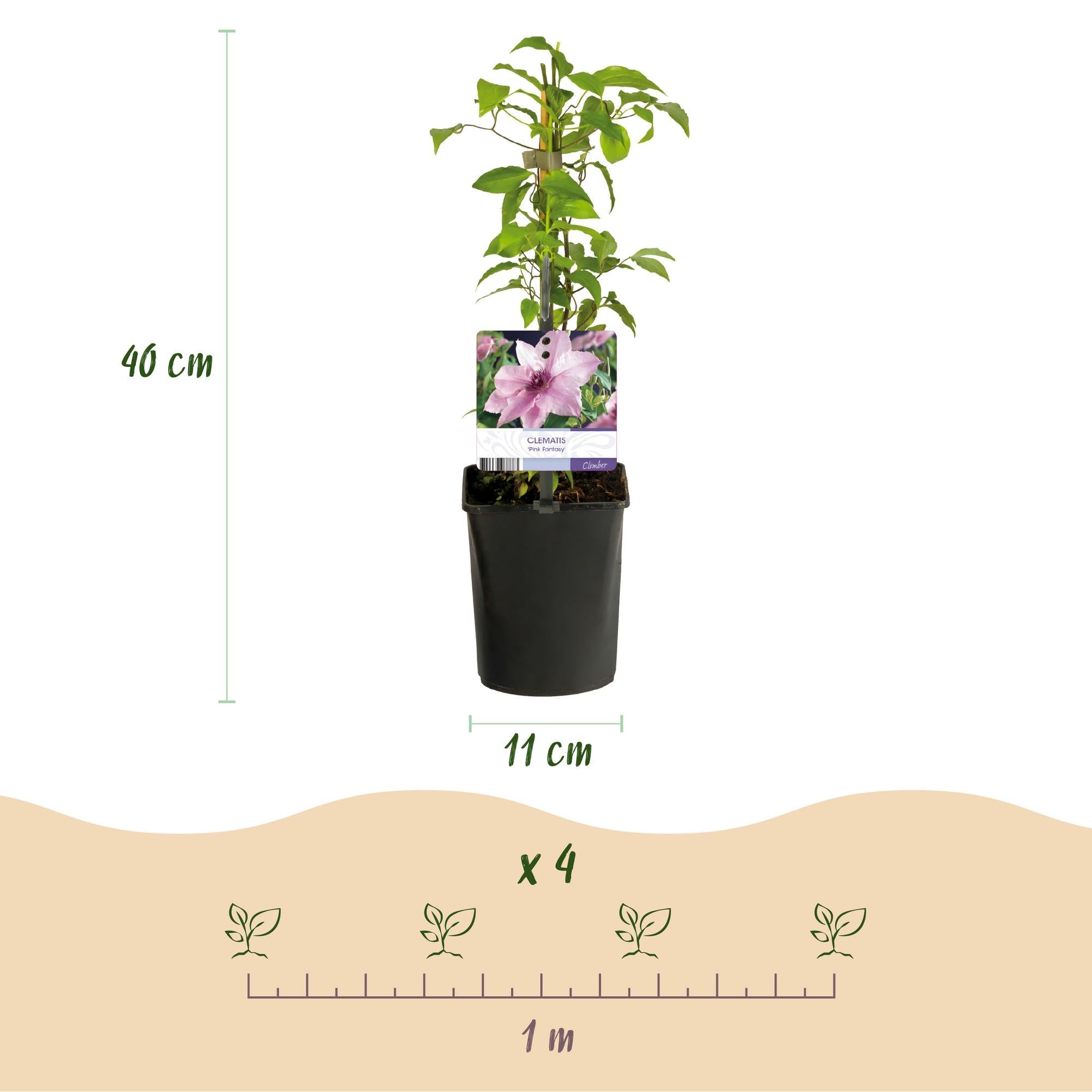 green-guardia-unsere-pflanzen-clematis-pink-fantasy-kletterpflanze-2-pfl-rosa image 2