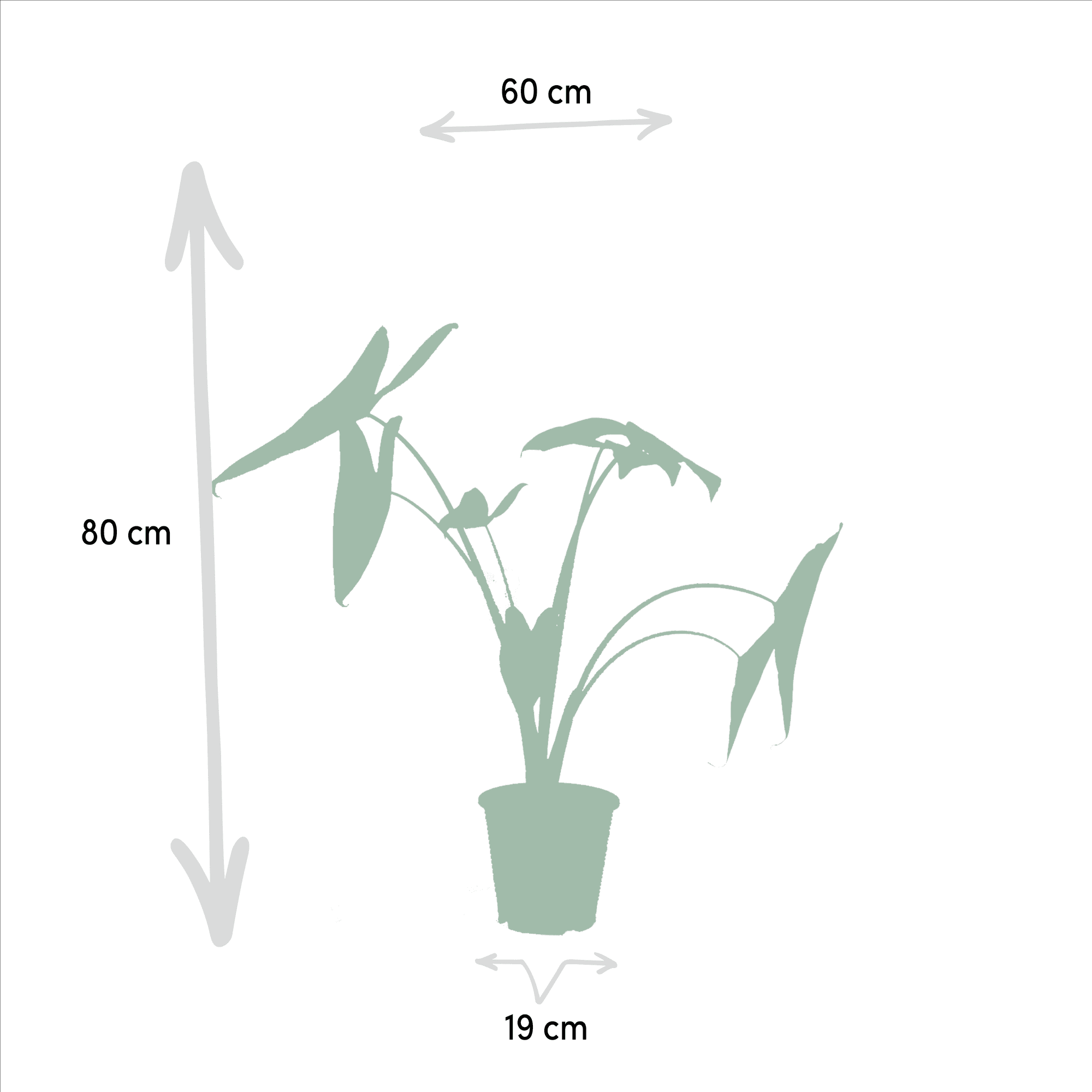 green-guardia-alocasia-zebrina-elefantenohr-2-pflanzen-75cm image 2