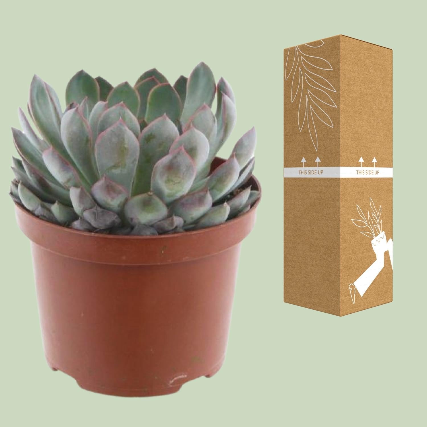 green-guardia-echeveria-pelisuda-sukkulente-17-cm image 3