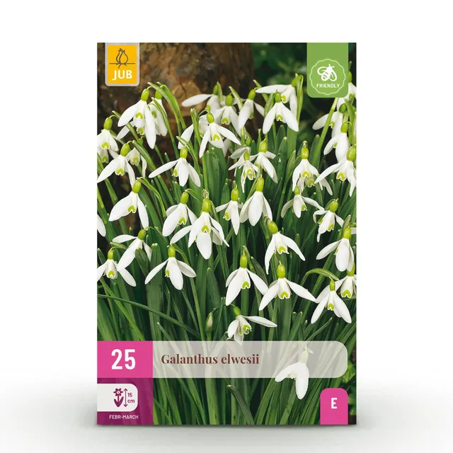 green-guardia-galanthus-elwesii-schneegl-ckchen-25-st-ck-wei image 1