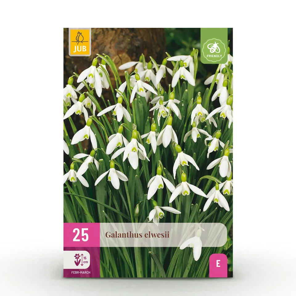 green-guardia-galanthus-elwesii-schneegl-ckchen-25-st-ck-wei image 1