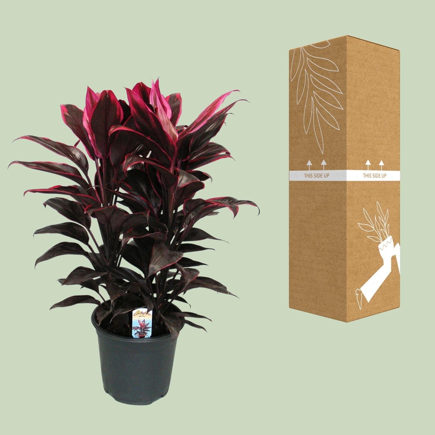 green-guardia-cordyline-mambo-zimmerpflanze-19cm-bunt image 3