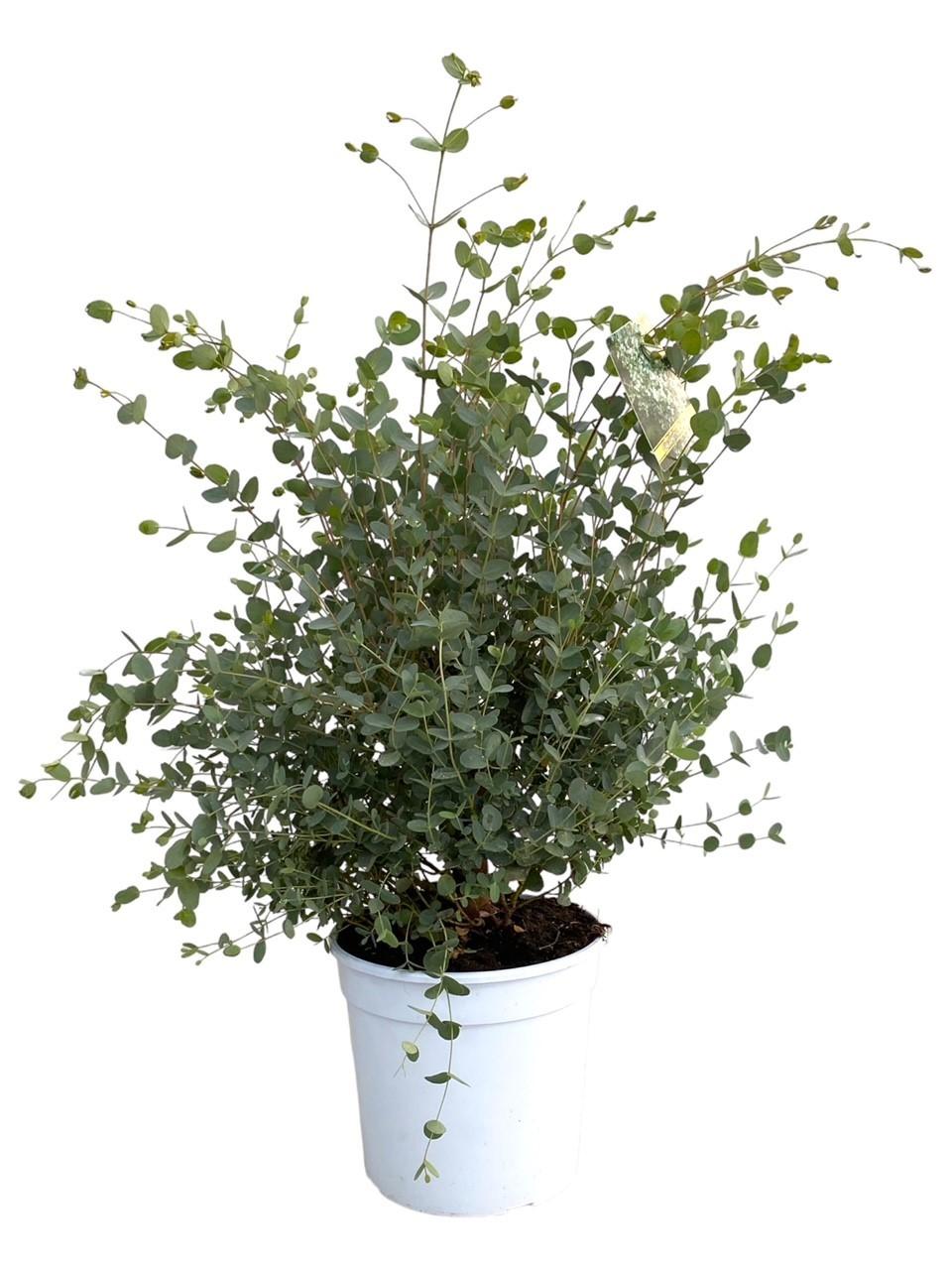 green-guardia-unsere-pflanzen-eukalyptus-gunnii-duftpflanze-35-60-cm image 1