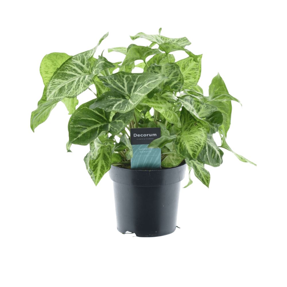 green-guardia-unsere-pflanzen-syngonium-red-heart-pfeilblatt-30-cm image 2