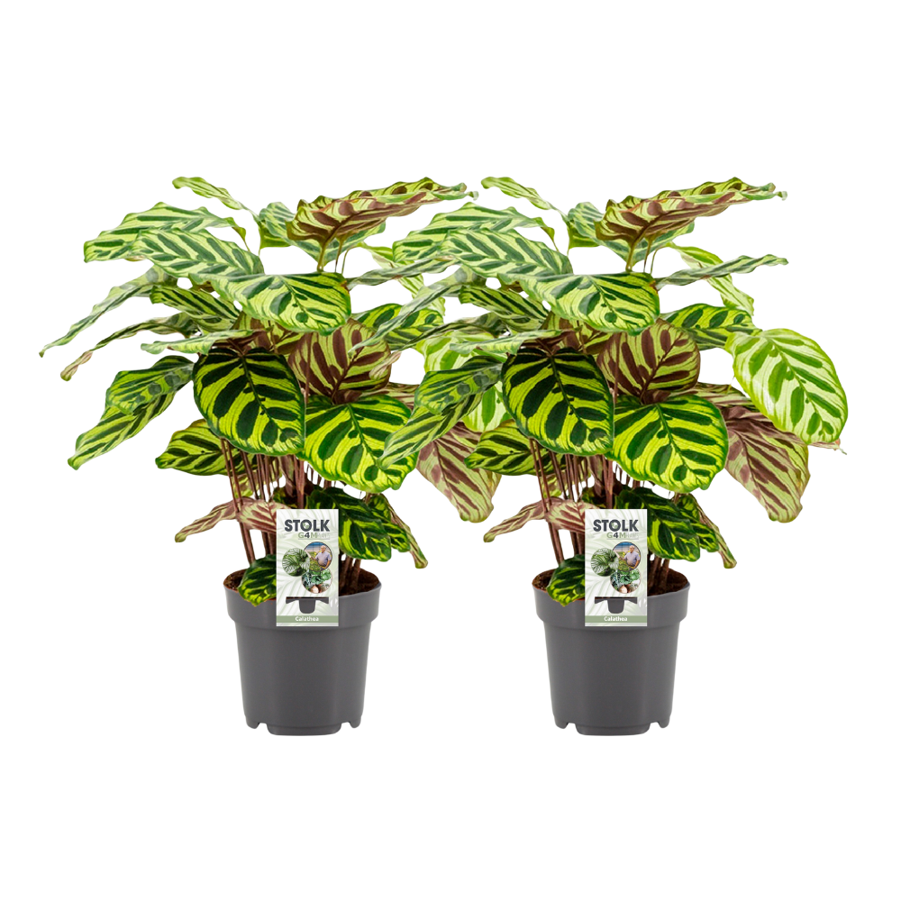green-guardia-calathea-makoyana-korbmarante-zimmerpflanze-1x-gemustert image 2