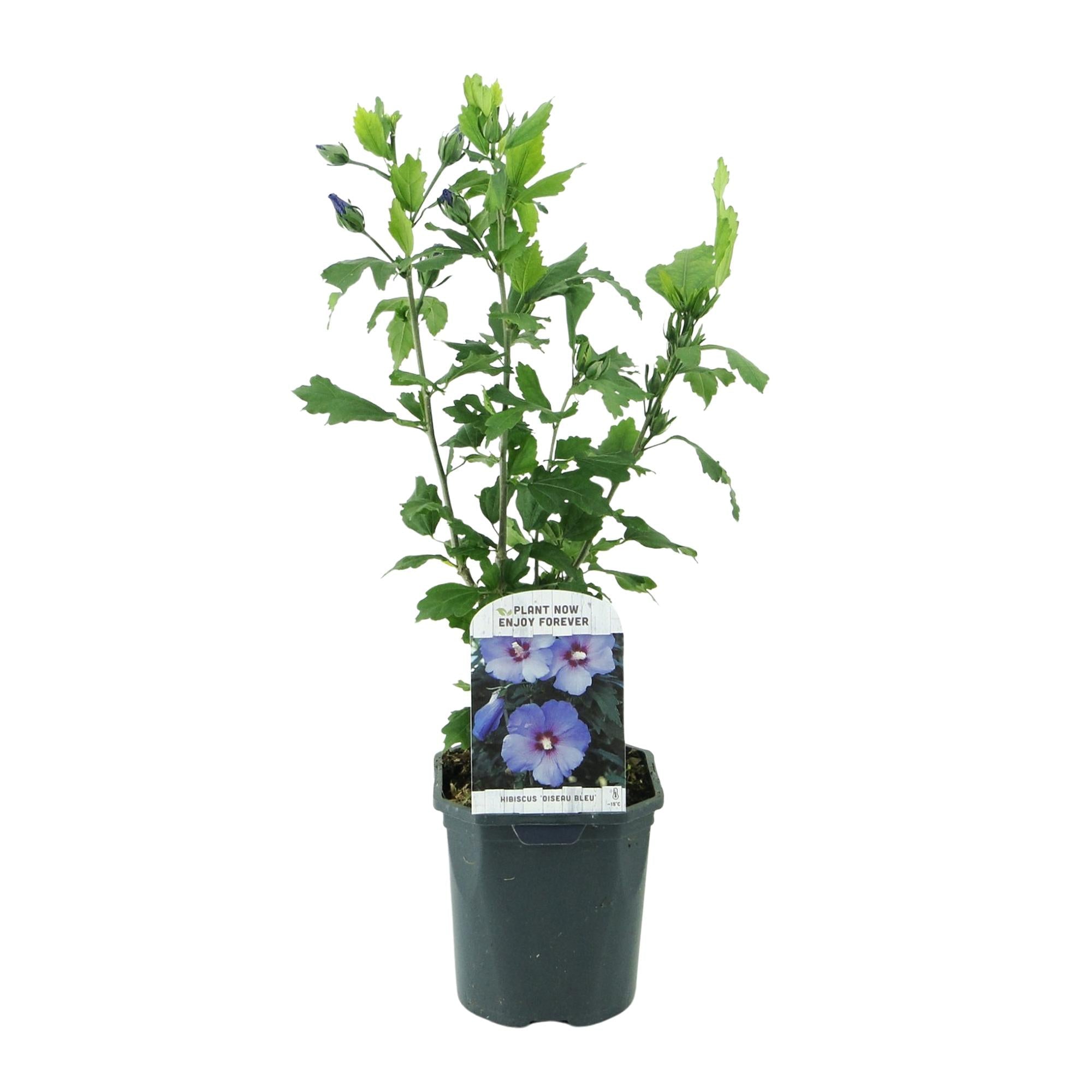 green-guardia-hibiskus-oiseau-blue-gartenstrauch-blau-45-cm-winterhart image 3