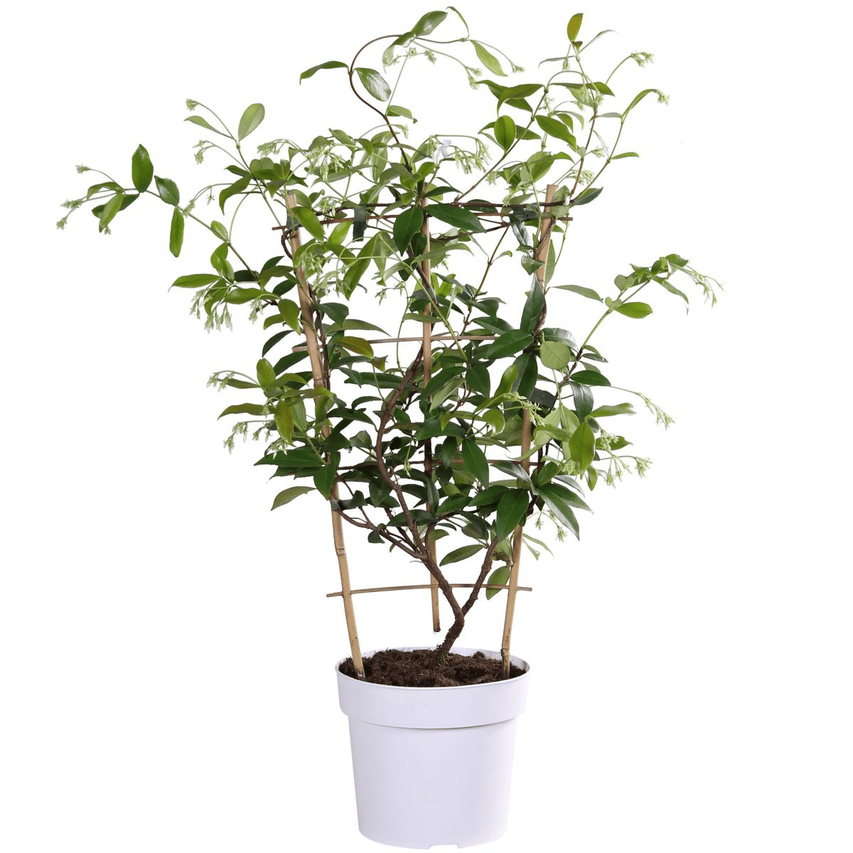 green-guardia-star-of-toscana-jasmin-pflanze-15cm-topf-gelb image 4