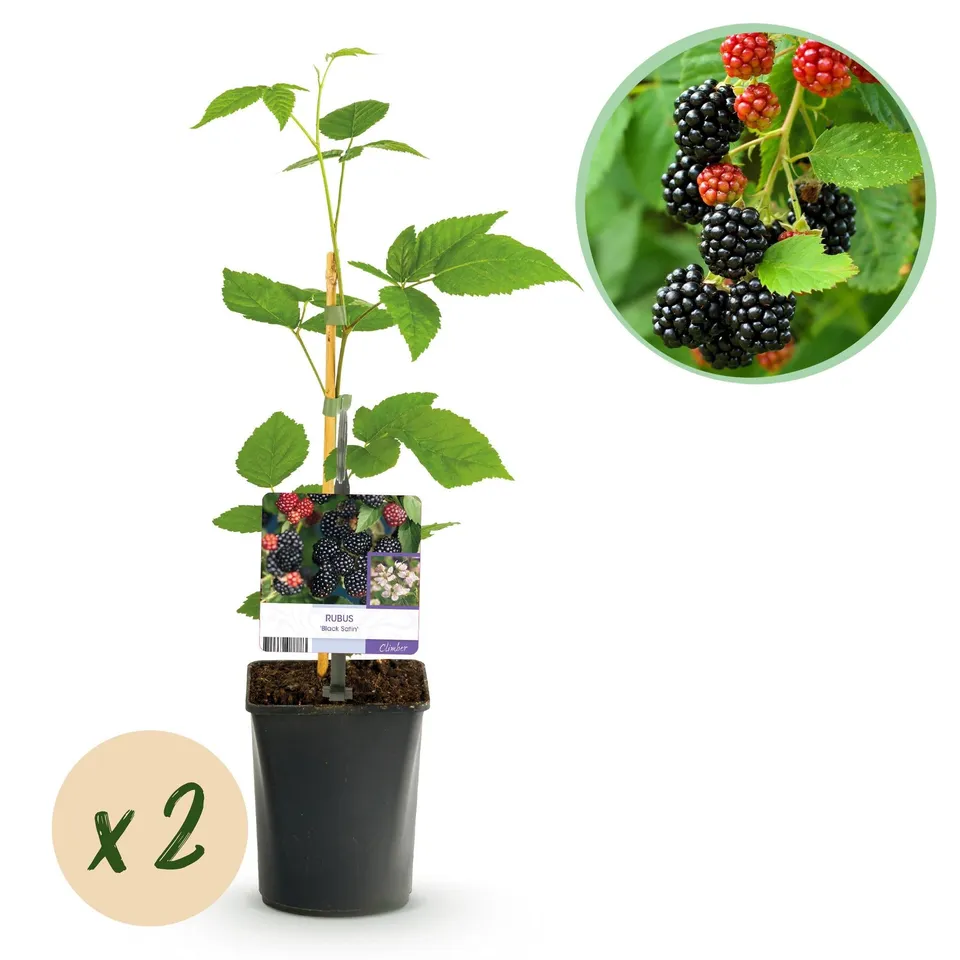 green-guardia-unsere-pflanzen-black-satin-brombeere-2x-11-cm image 1