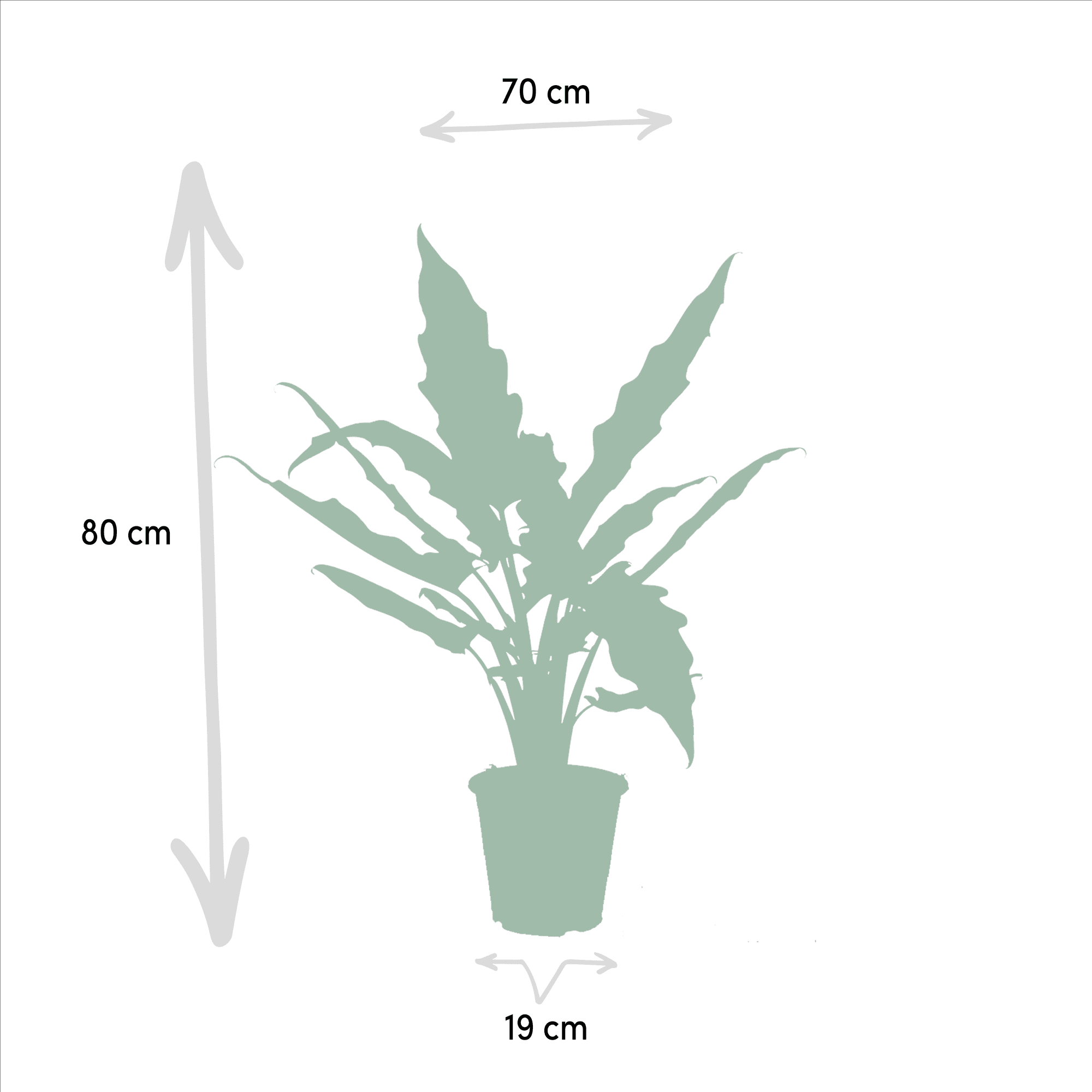 green-guardia-alocasia-zebrina-zimmerpflanze-19cm-3er-set image 3