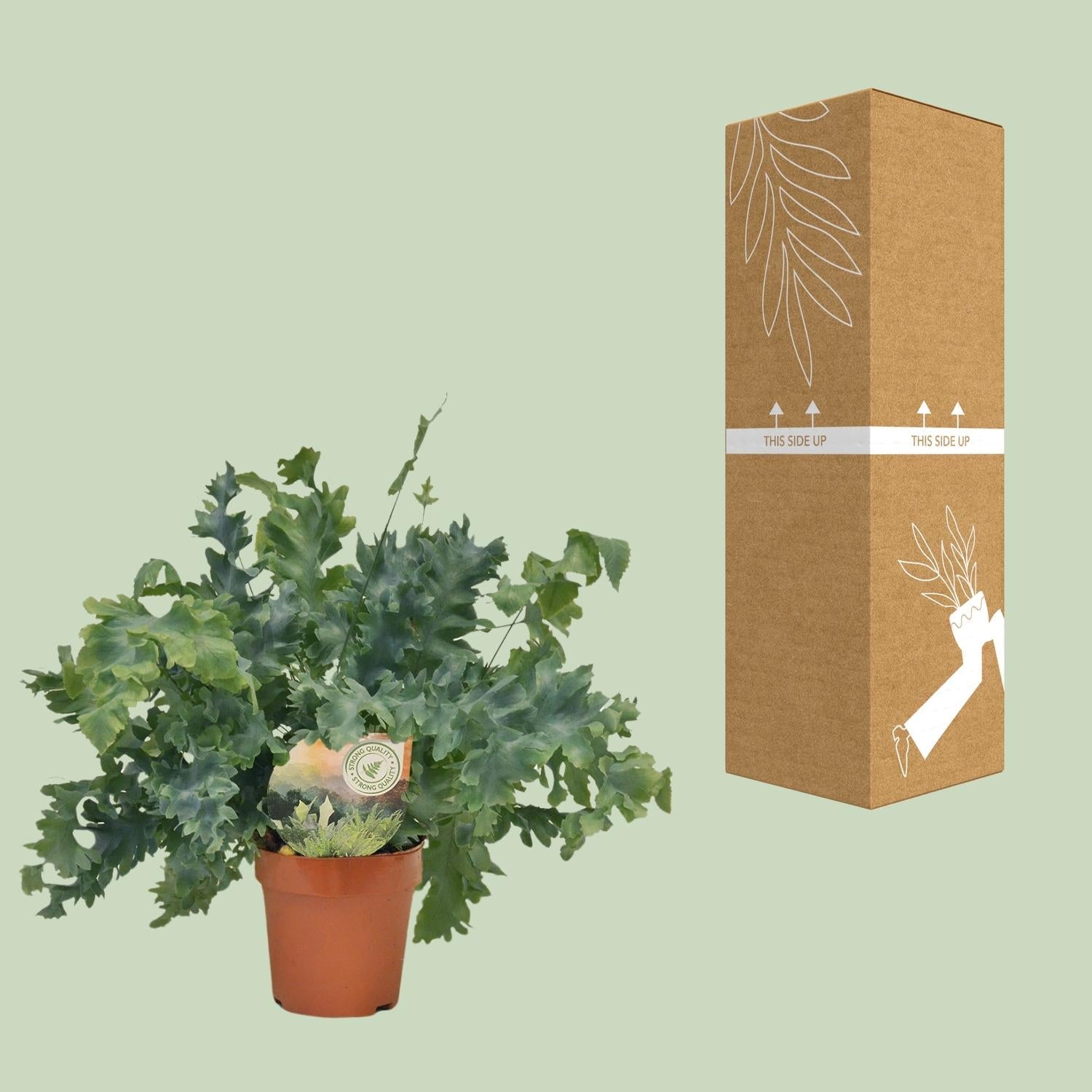 green-guardia-davana-farn-35-cm-12-cm-topf image 3