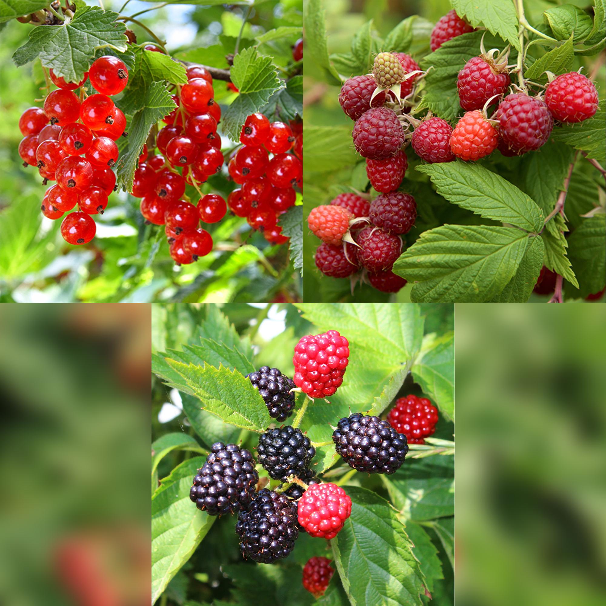 green-guardia-obstpflanzen-mix-beeren-3-pflanzen-11cm-topf image 4