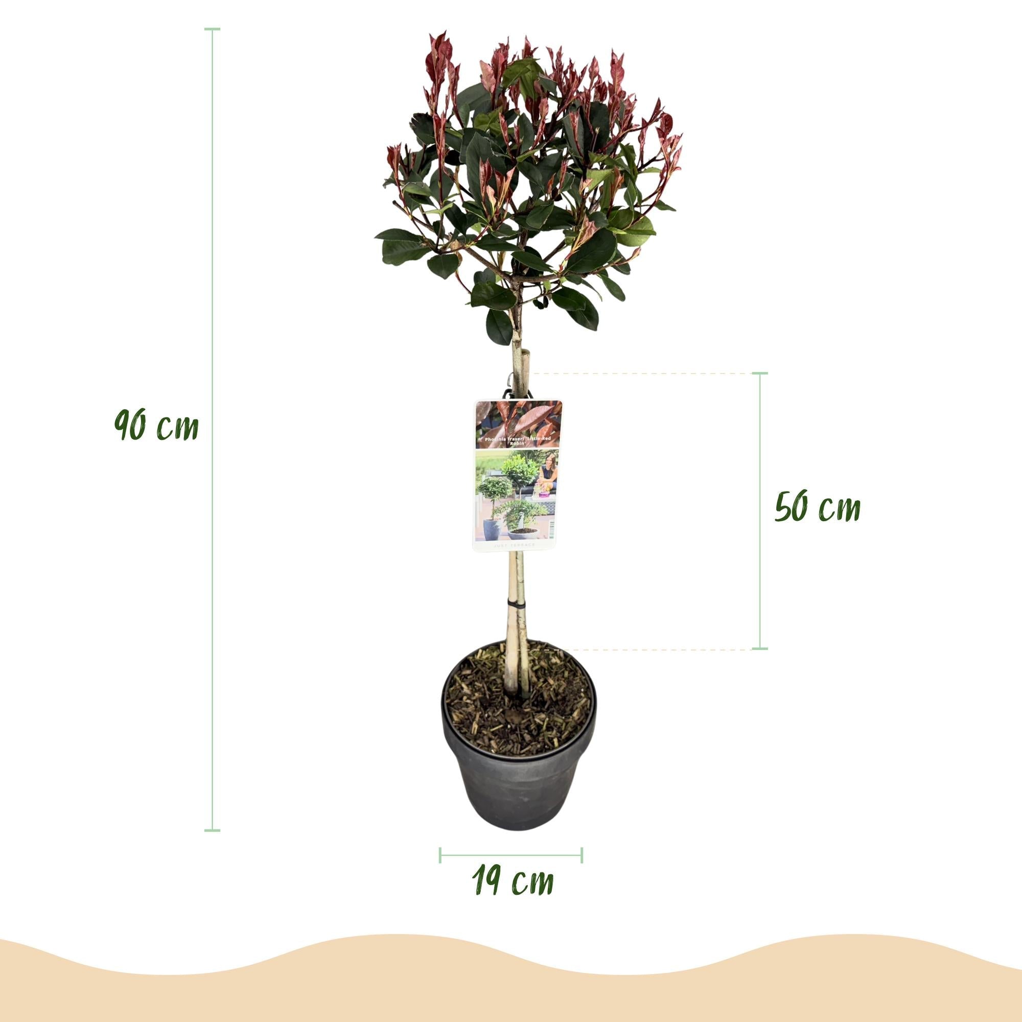 green-guardia-little-red-robin-glanzmispel-stamm-90-cm-19-cm-topf image 2
