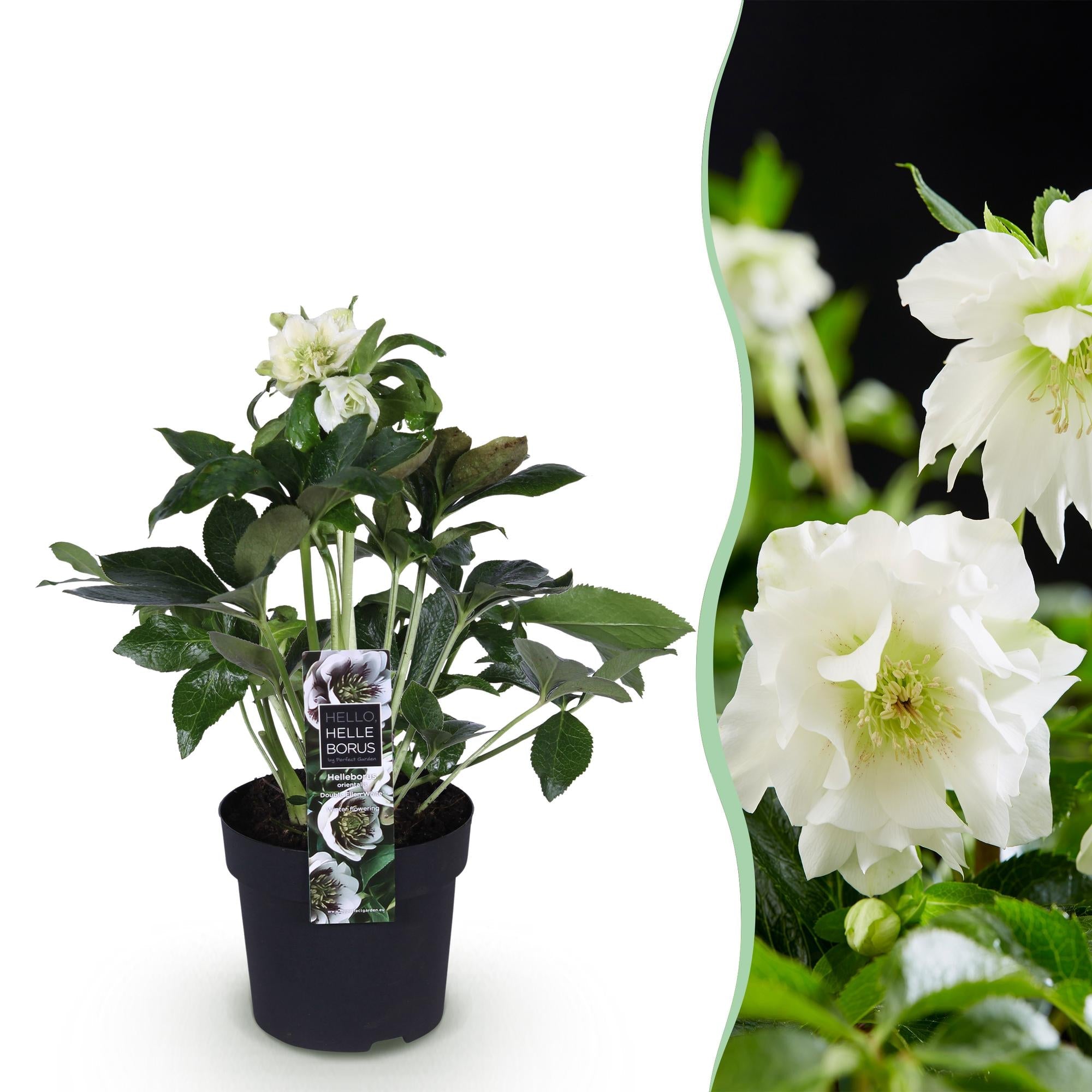 green-guardia-unsere-pflanzen-helleborus-double-ellen-white-topf image 1