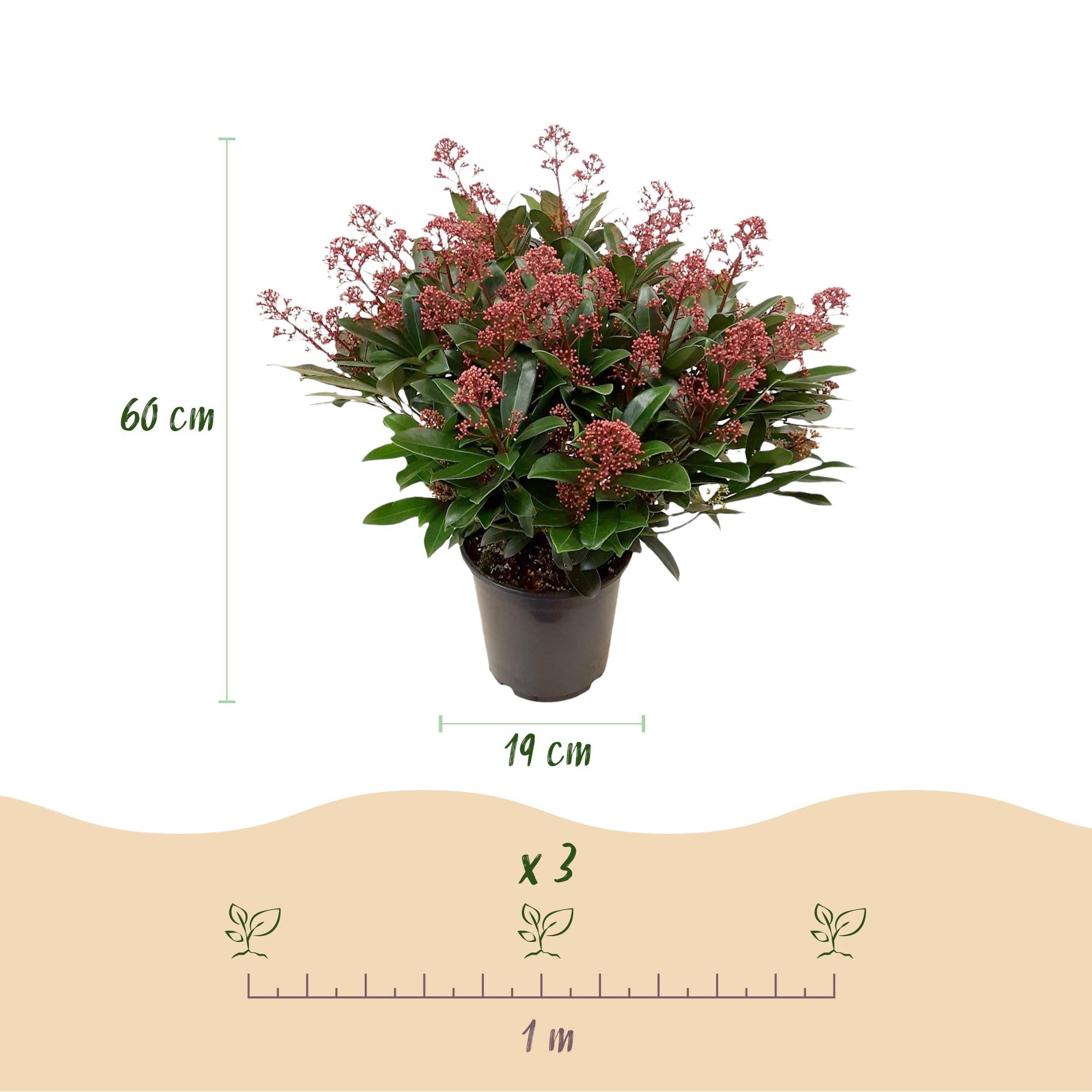 green-guardia-rubella-skimmia-japonica-1x-pflanze-rotbl-hend image 4
