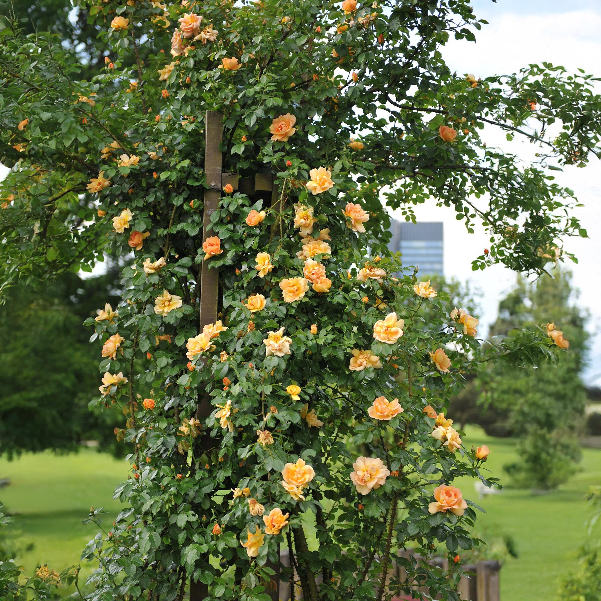 green-guardia-unsere-pflanzen-kletterrose-orange-climber-2-pflanzen image 5