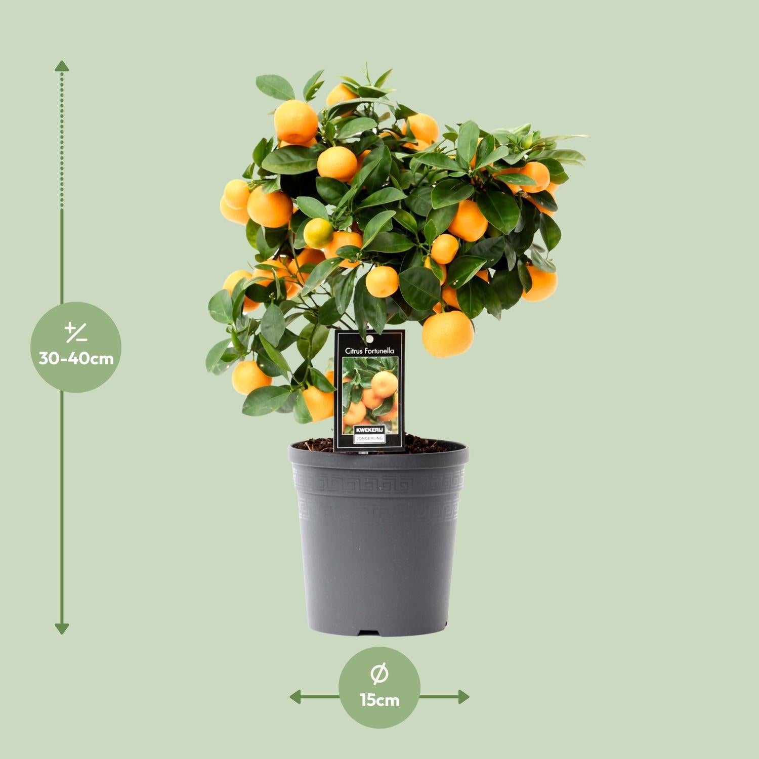 green-guardia-unsere-pflanzen-calamondinorange-zitruspflanze-15cm-40cm image 3