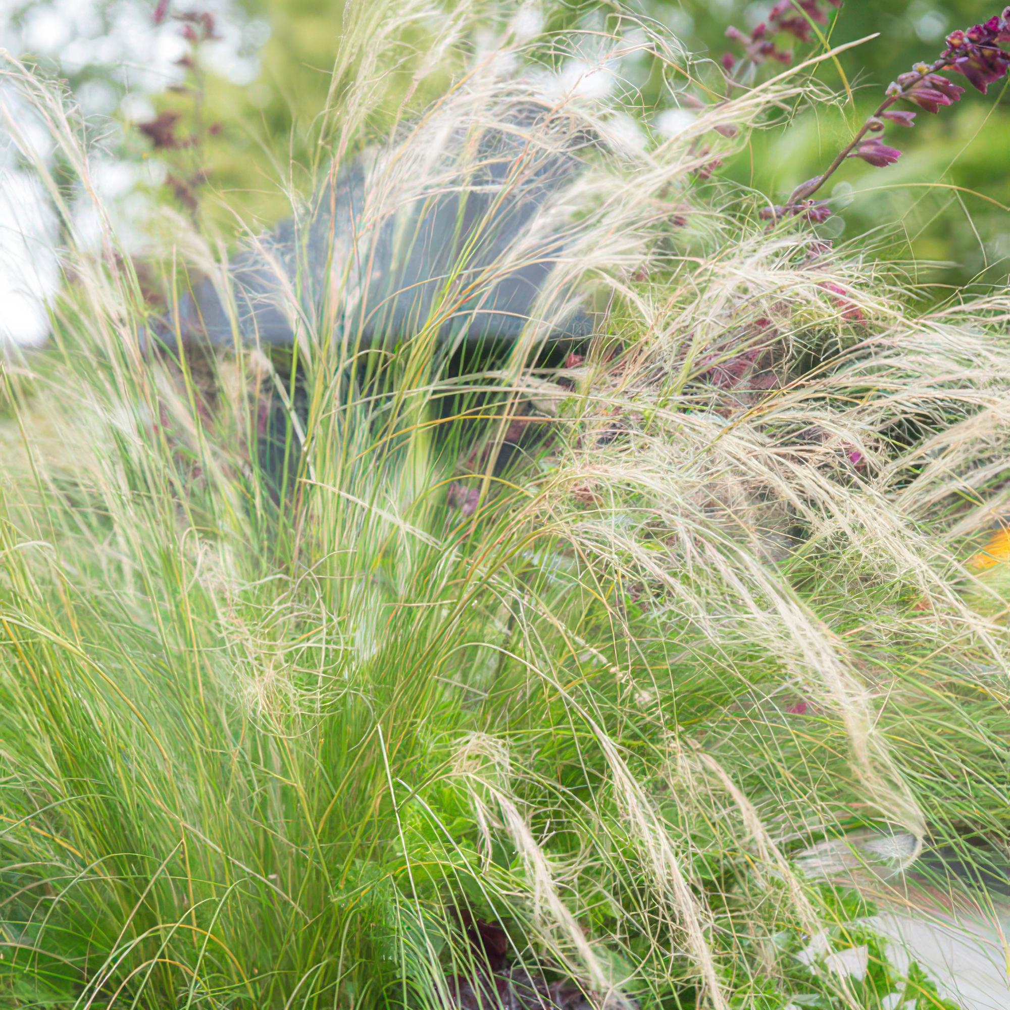 green-guardia-unsere-pflanzen-stipa-ponytails-ziergras-9cm-topf image 4