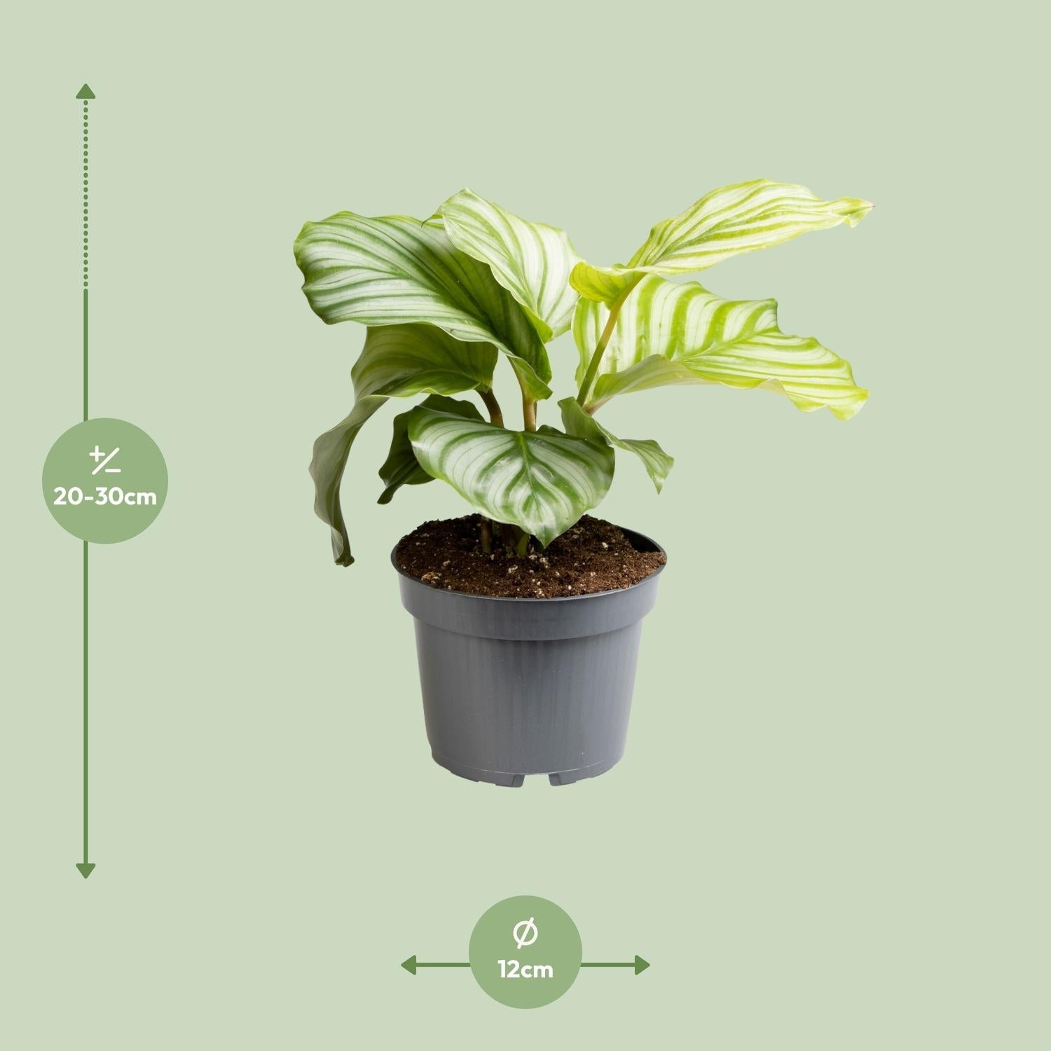 green-guardia-calathea-orbifolia-zimmerpflanze-25-65-cm image 2