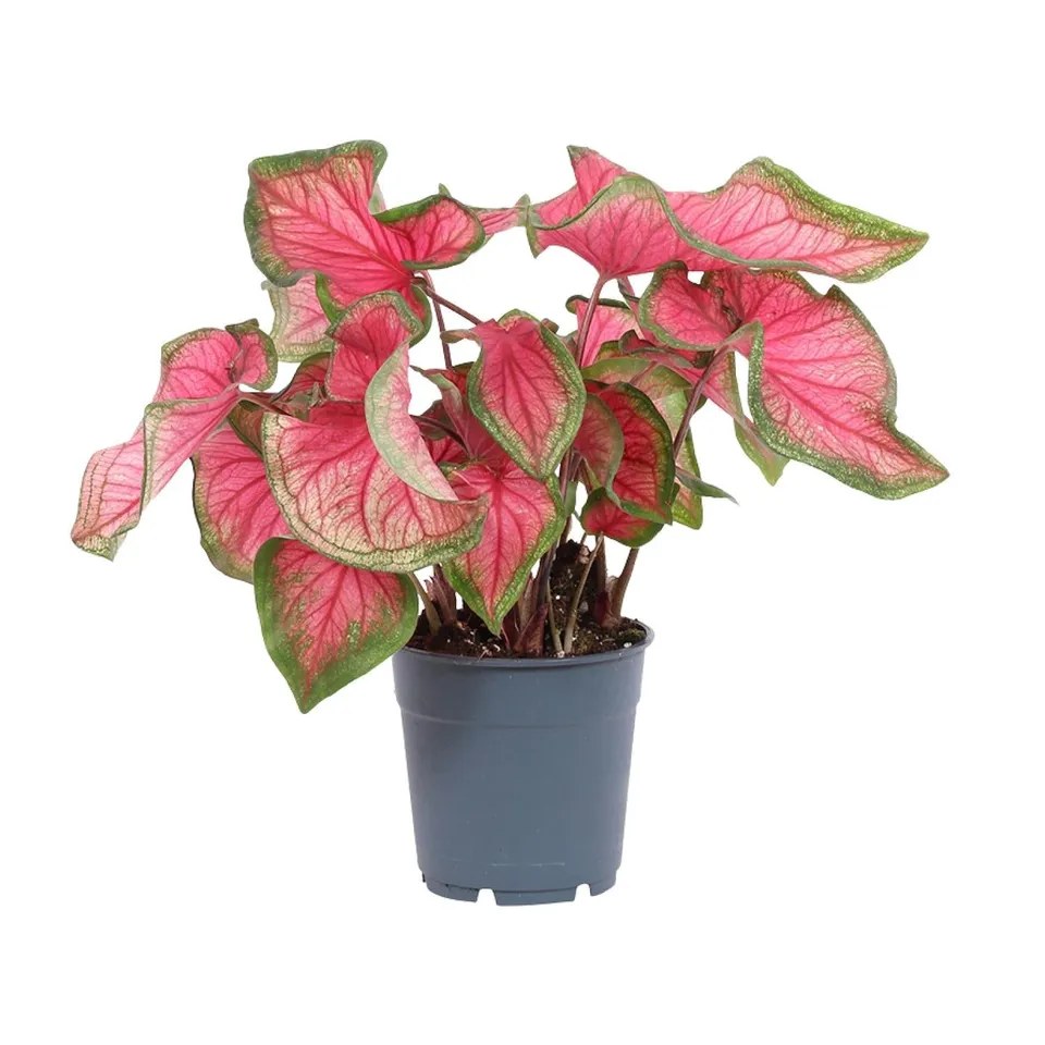 green-guardia-caladium-engelsfl-gel-zimmerpflanze-12cm-sweetheart image 1