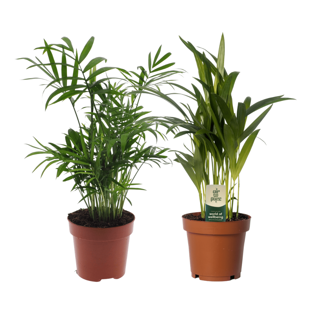 green-guardia-unsere-pflanzen-dypsis-chamaedorea-palmen-2x-12cm image 1