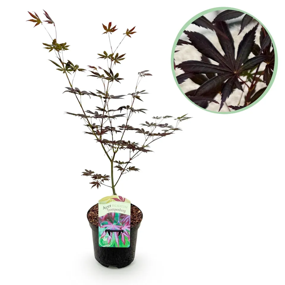 green-guardia-acer-trompenburg-japanischer-ahorn-19cm-topf image 1
