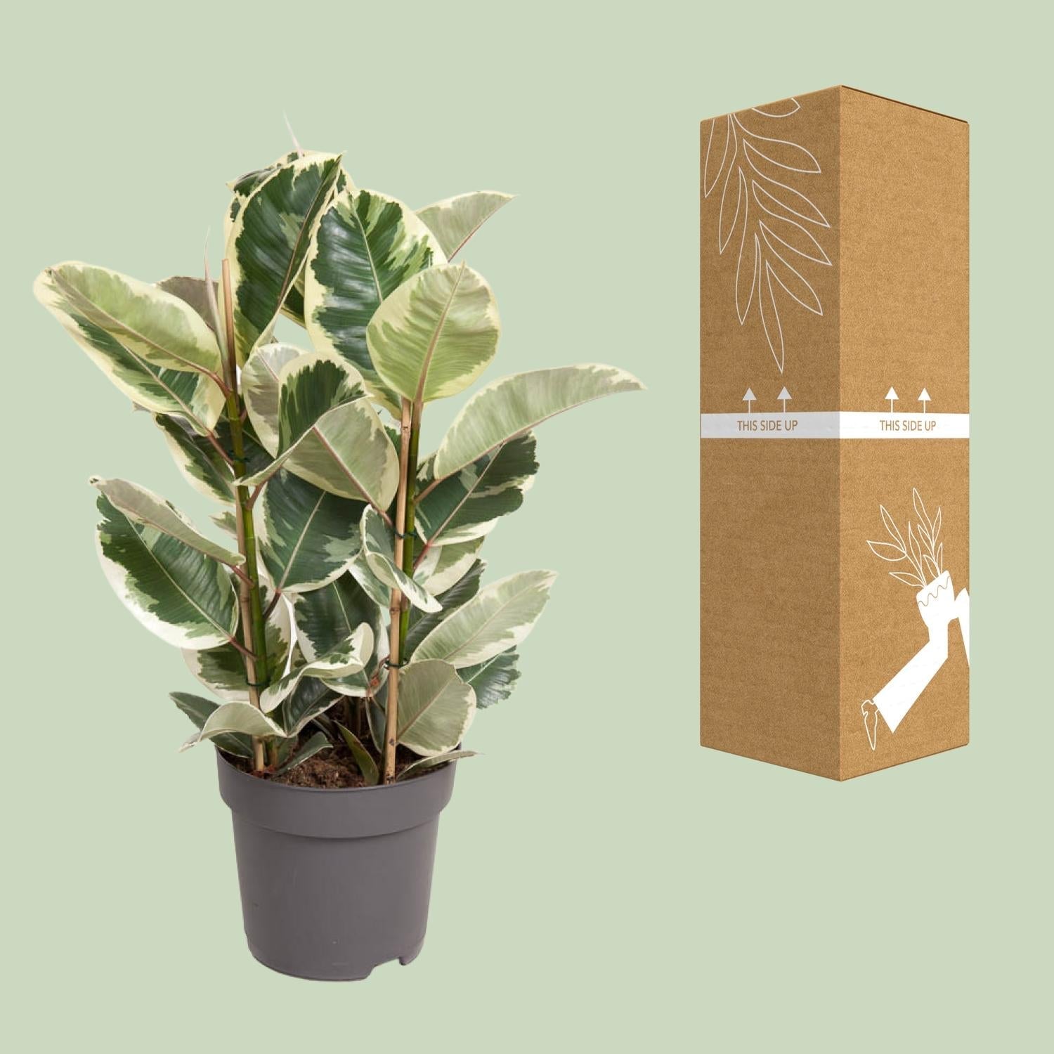 green-guardia-unsere-pflanzen-ficus-elastica-tineke-50cm image 2