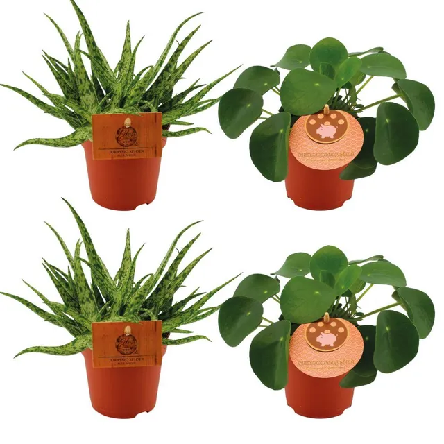 green-guardia-unsere-pflanzen-aloe-spider-pilea-set-zimmerpflanze-4er image 1