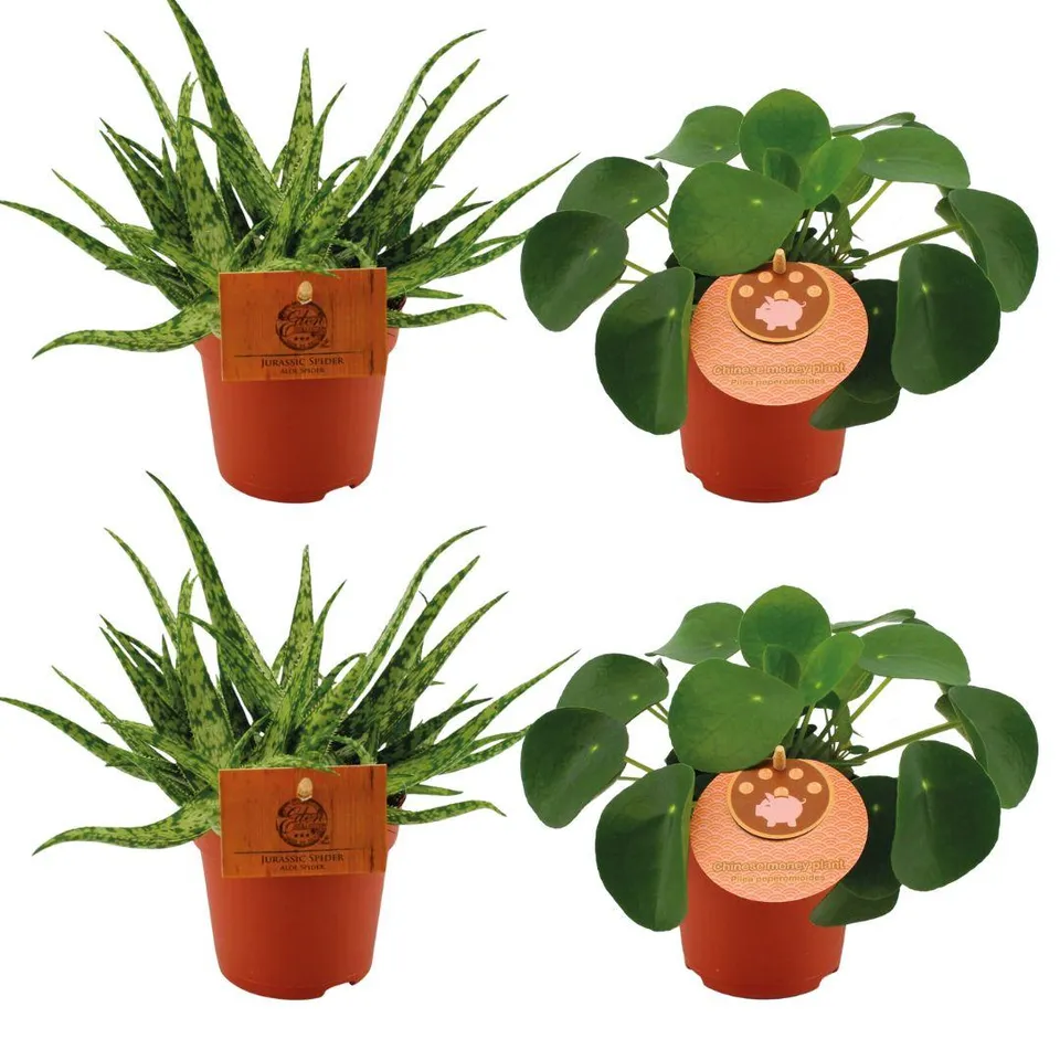 green-guardia-unsere-pflanzen-aloe-spider-pilea-set-zimmerpflanze-4er image 1