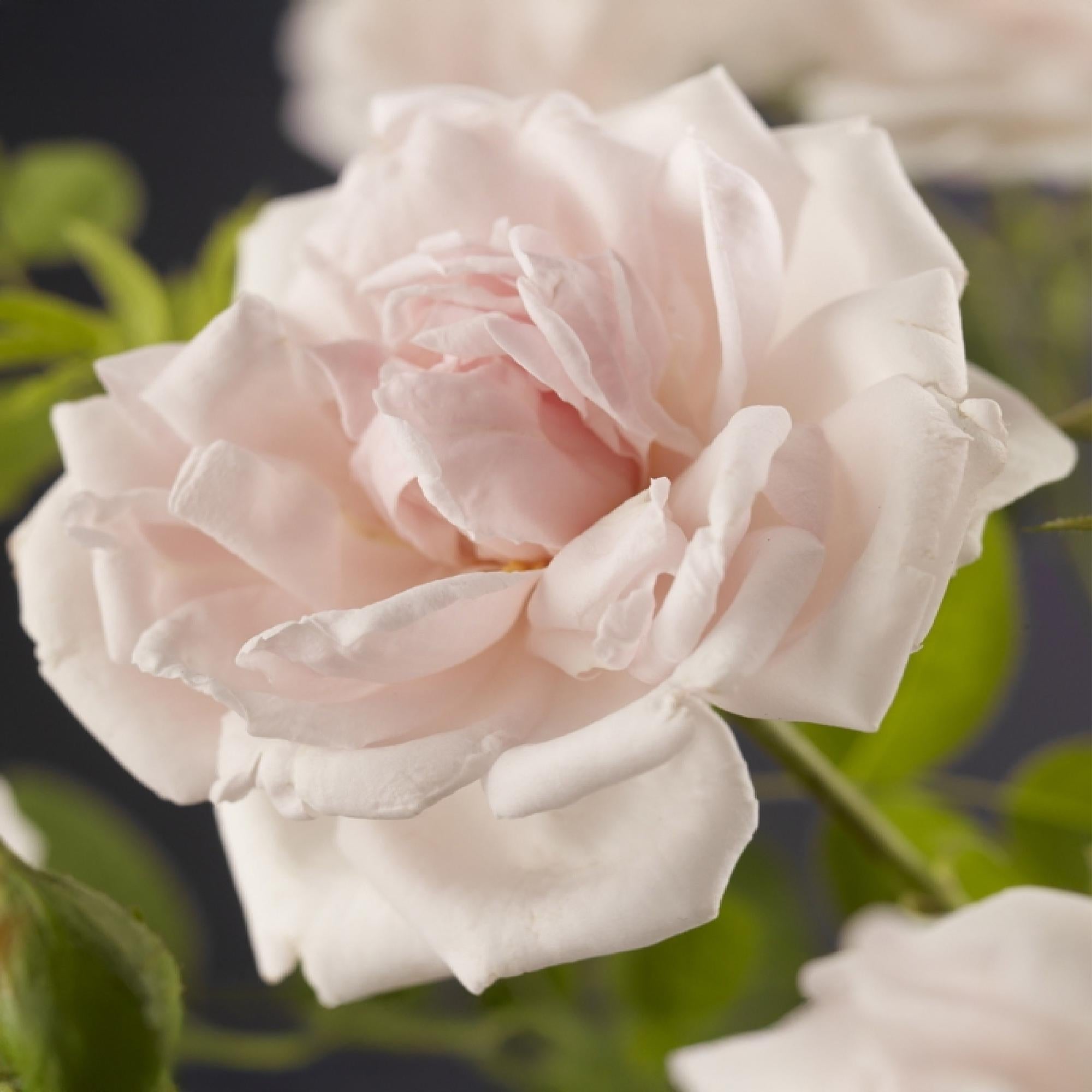 green-guardia-new-dawn-kletterrose-hellrosa-2-pflanzen-40-cm image 4