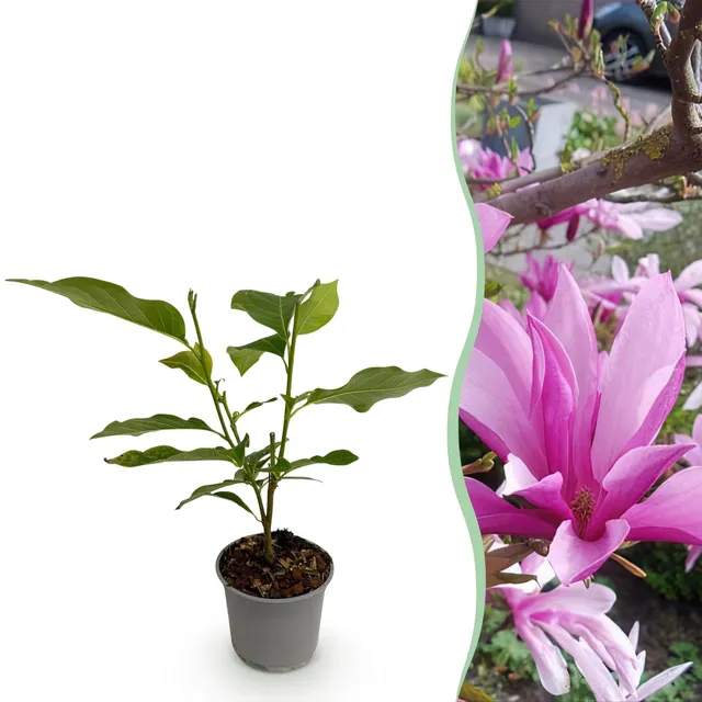 green-guardia-magnolia-susan-zierstrauch-30cm-lila-bl-te image 1